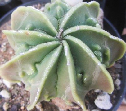 Astrophytum myriostigma fukuryu nudum