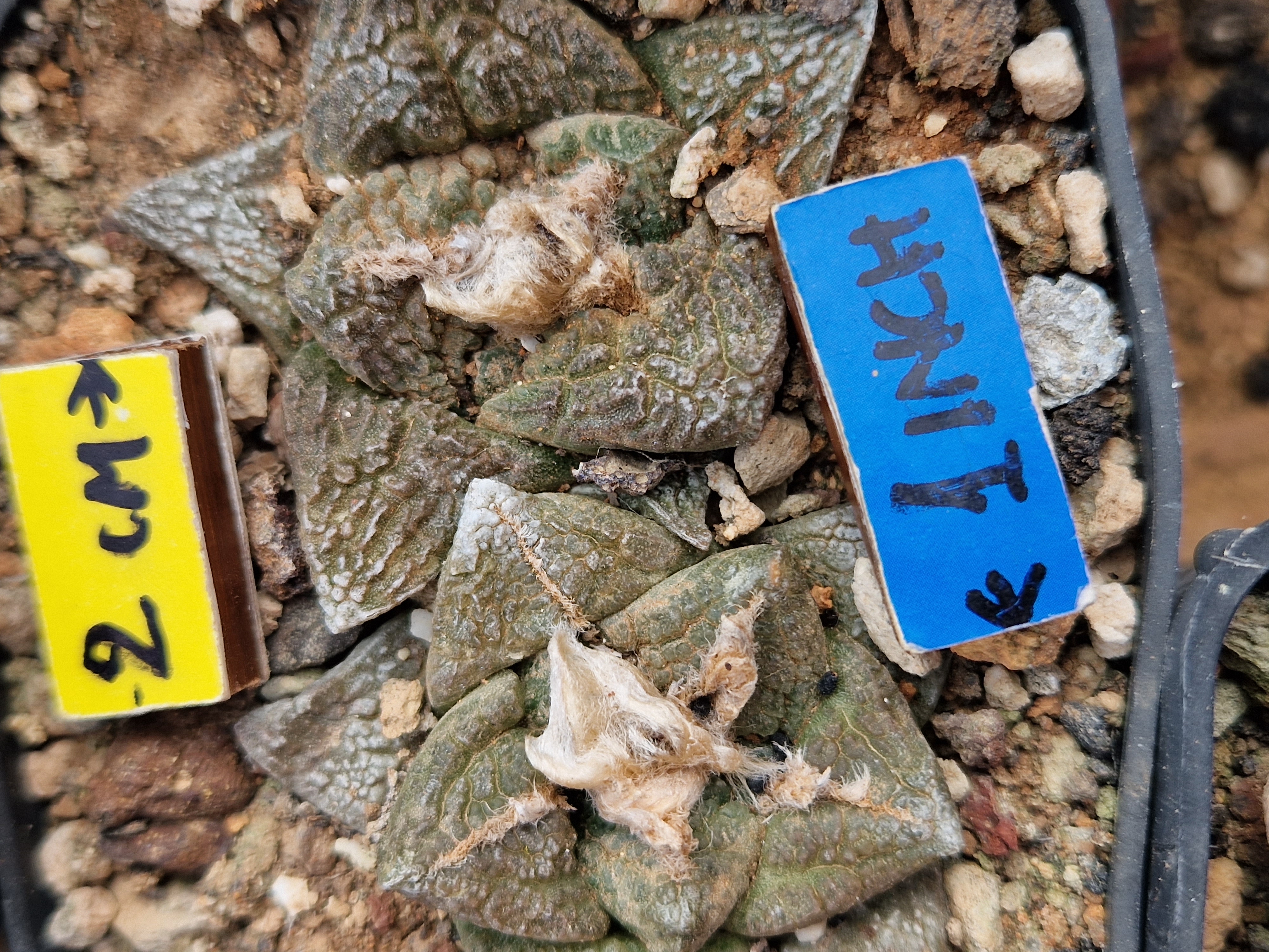 Ariocarpus <br>fissuratus