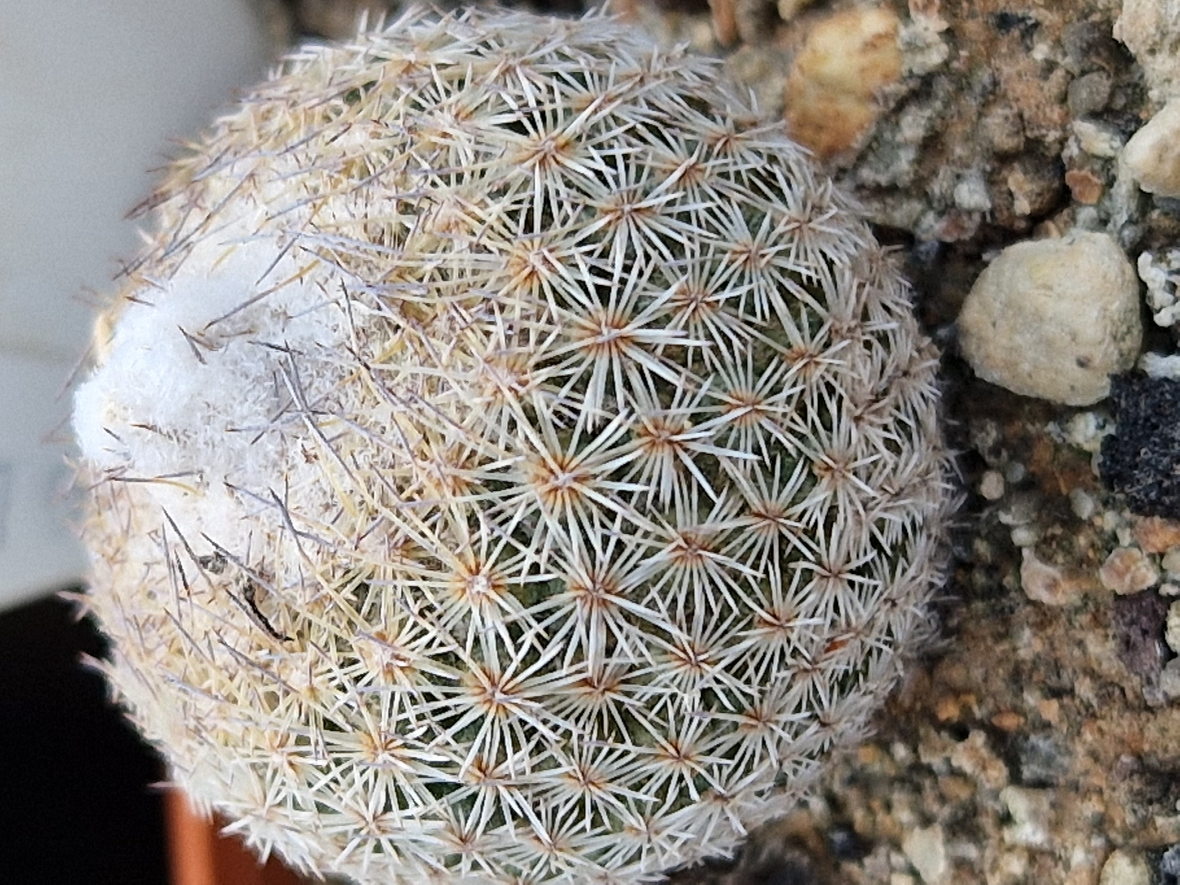 Epithelantha <br>greggi fma