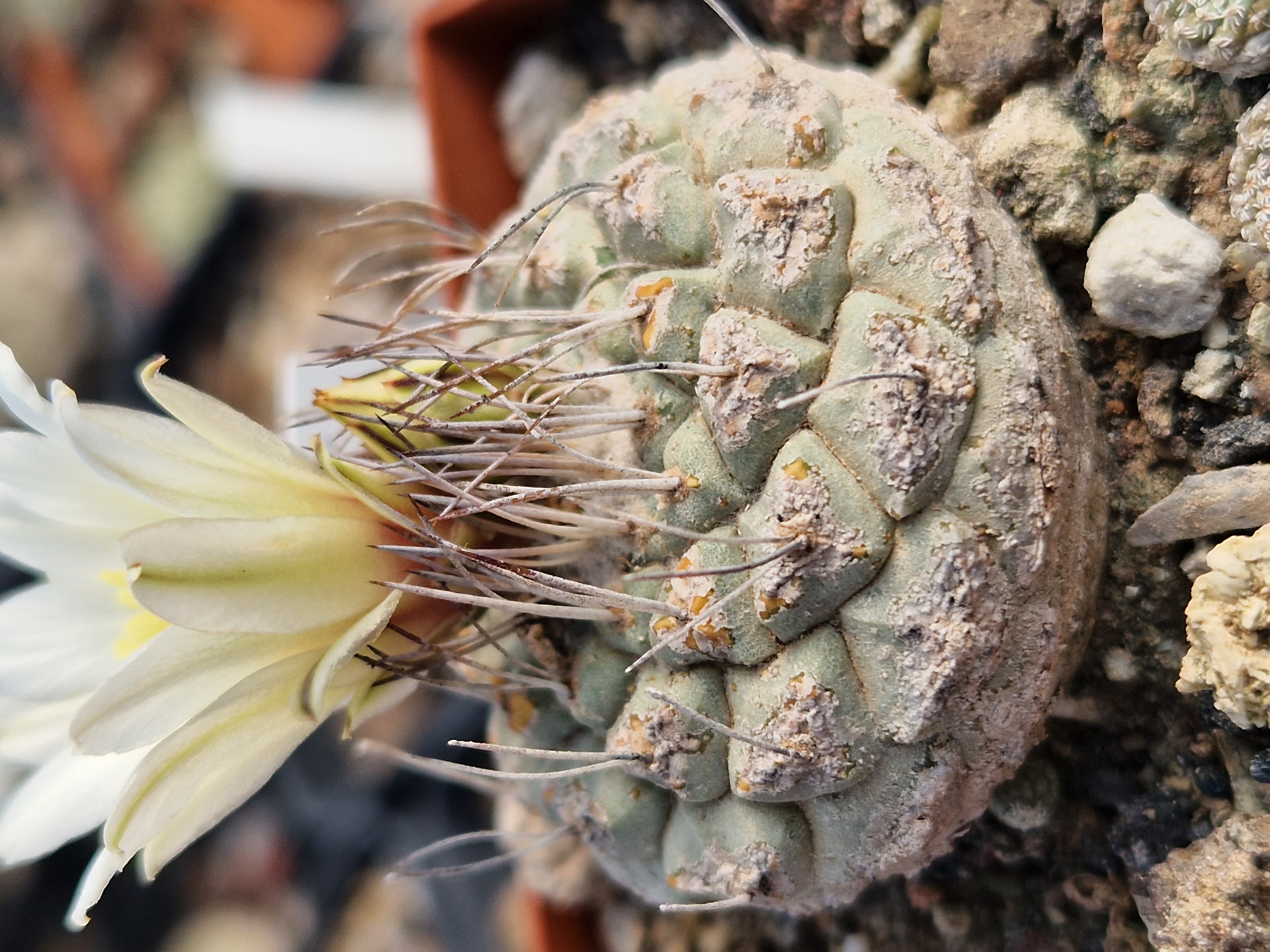 Strombocactus disciformis