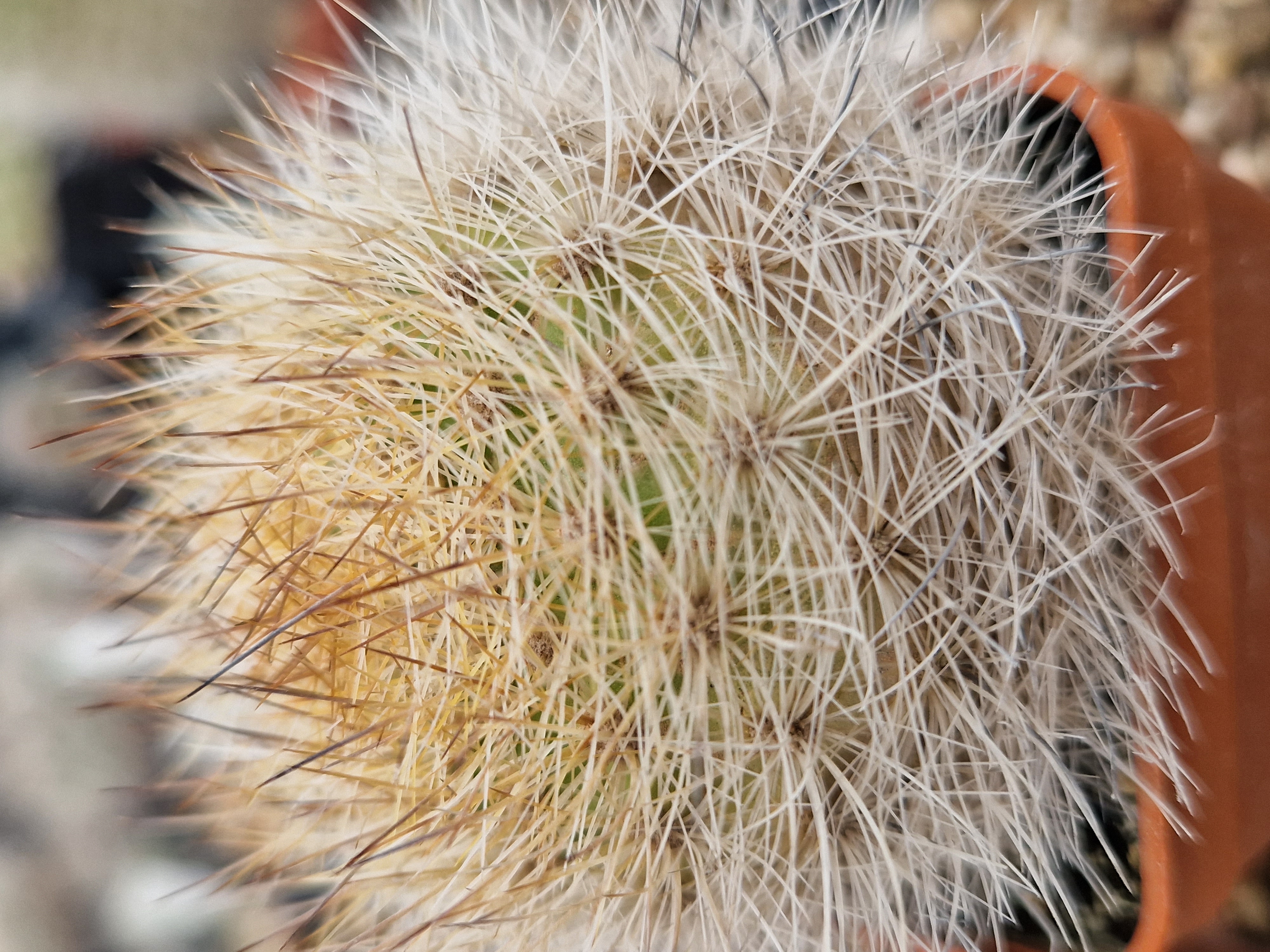 Matucana <br>haynei