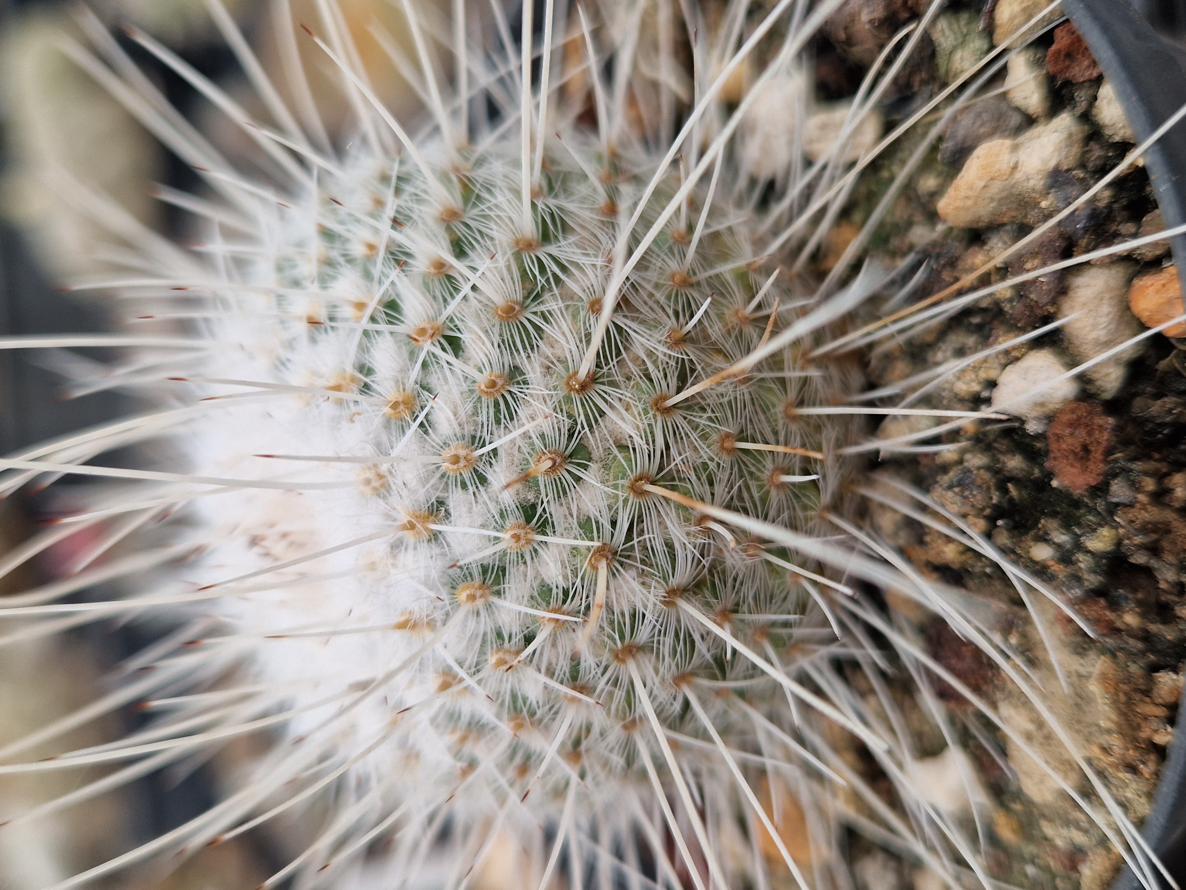 Mammillaria <br>geminispina nobilis