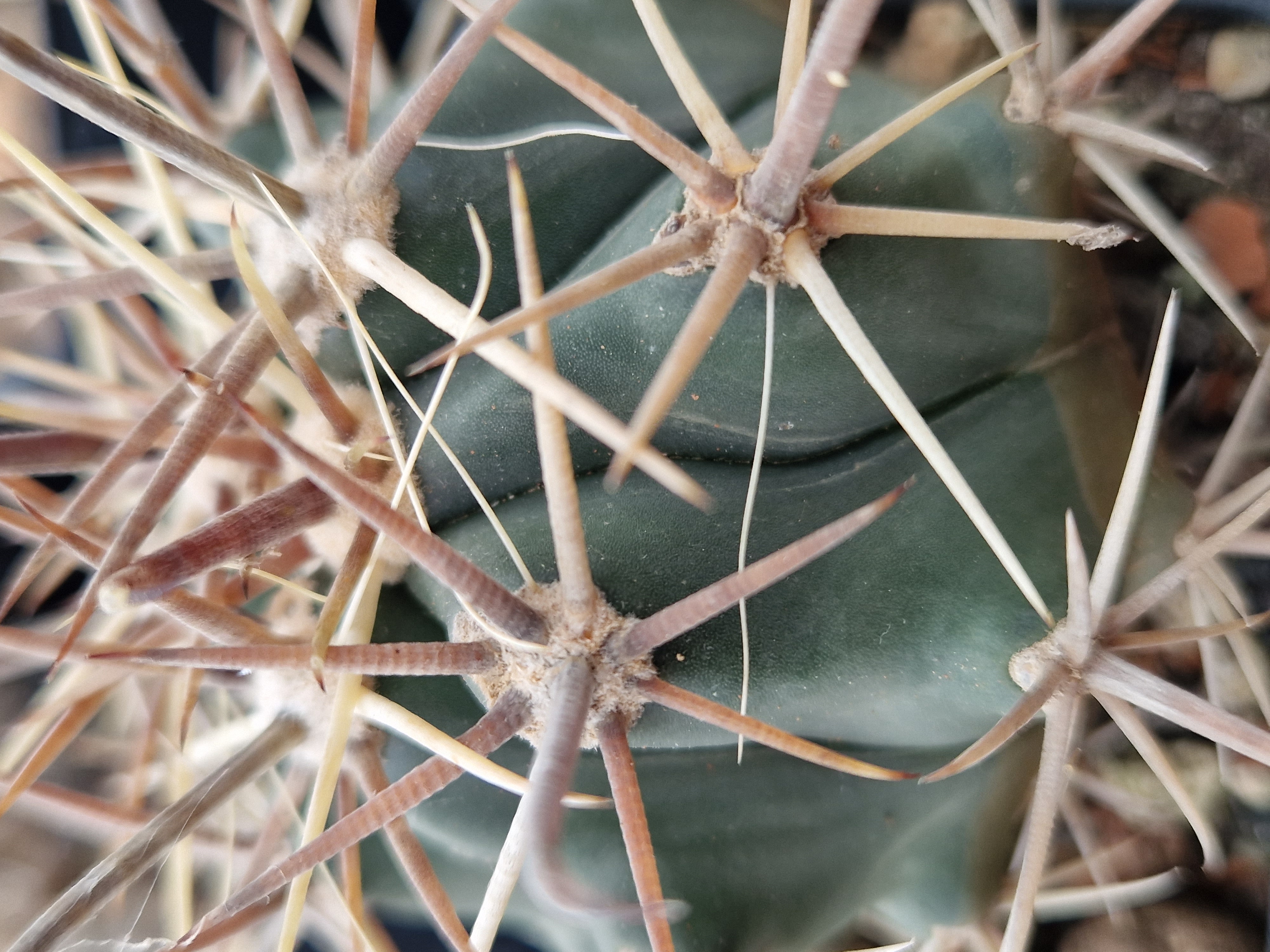 Ferocactus townsendianus santa maria