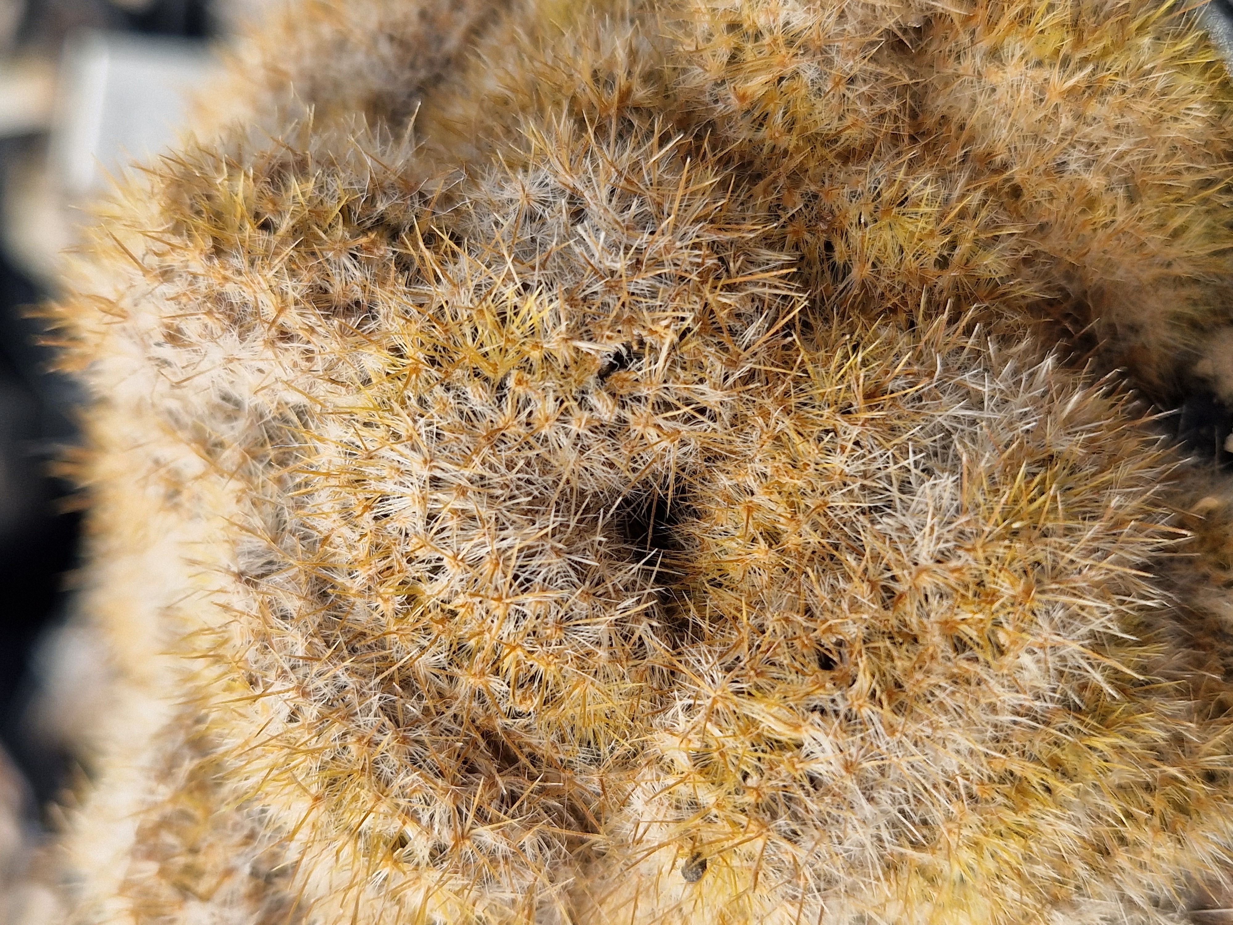 Mammillaria <br>prolifera crestata