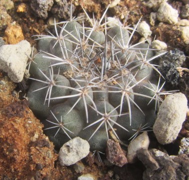 羅本製所COPIAPOA MONSTER Blue Skinned Hybrid 羅本製所COPIAPOA MONSTER Blue Skinned Hybrid 羅本製所