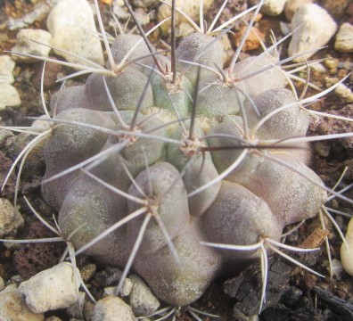 Copiapoa <br>cv hybrid grandiflora?