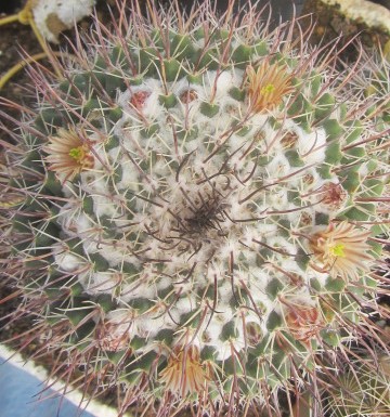 Mammillaria <br>papasquariensis