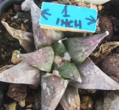 Ariocarpus hybrid cv confusus x furf