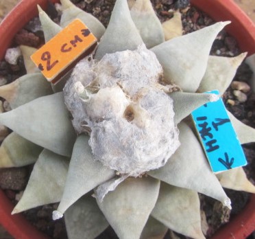 Ariocarpus retusus elongatus