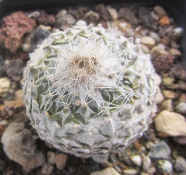 Encephalocarpus strobiliformis (pelecyphora)