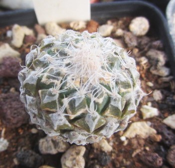 Pelecyphora <br>strobiliformis 