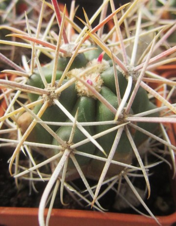 Ferocactus <br>gracilis gatesii