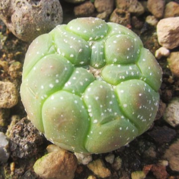 Astrophytum asterias turtle kikko