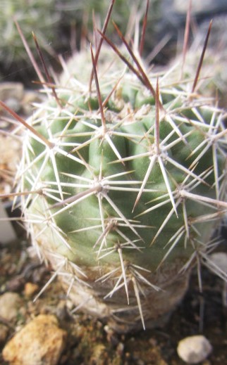 Echinocereus <br>engelmannii fasciculatus