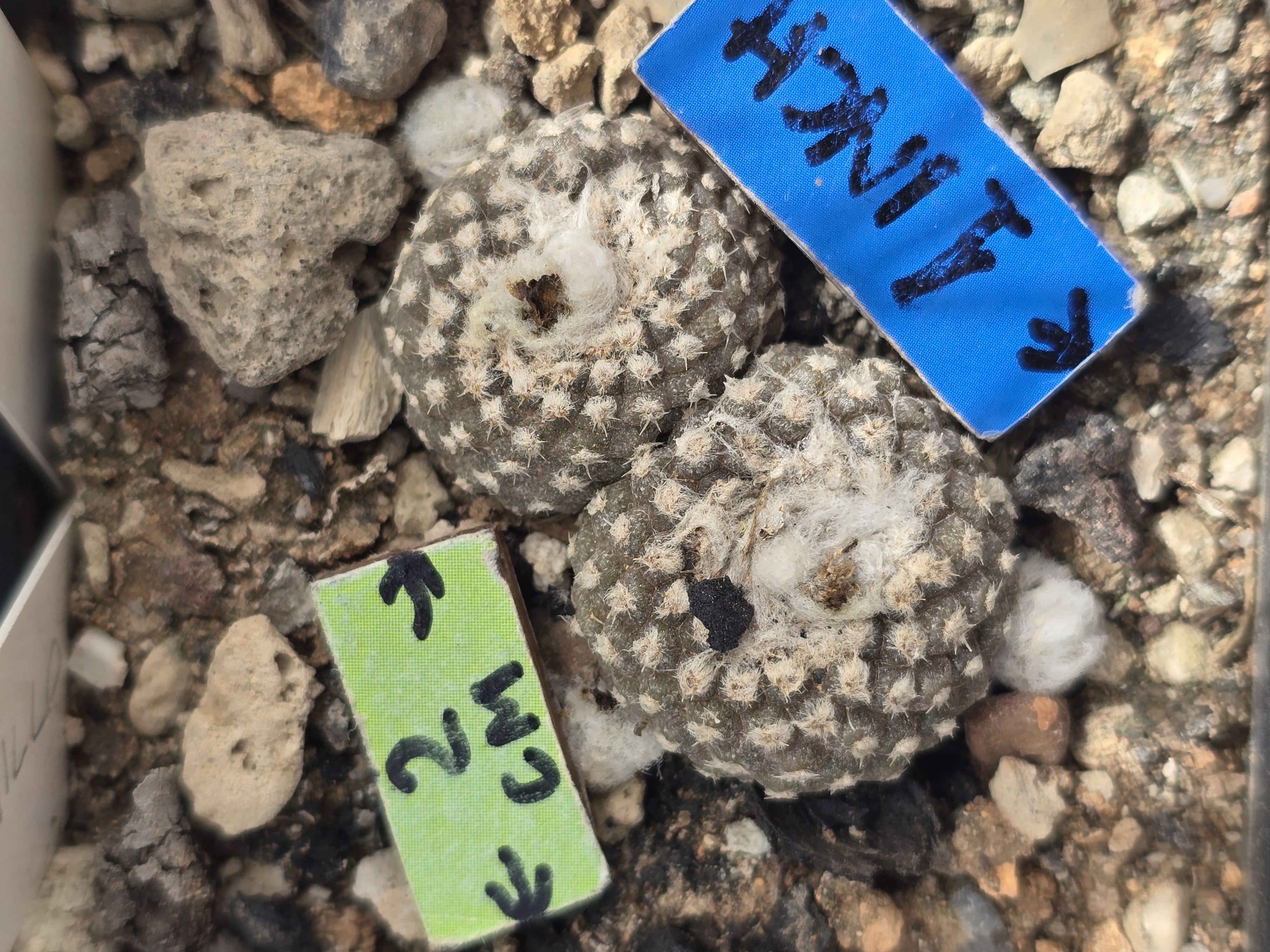 Copiapoa laui