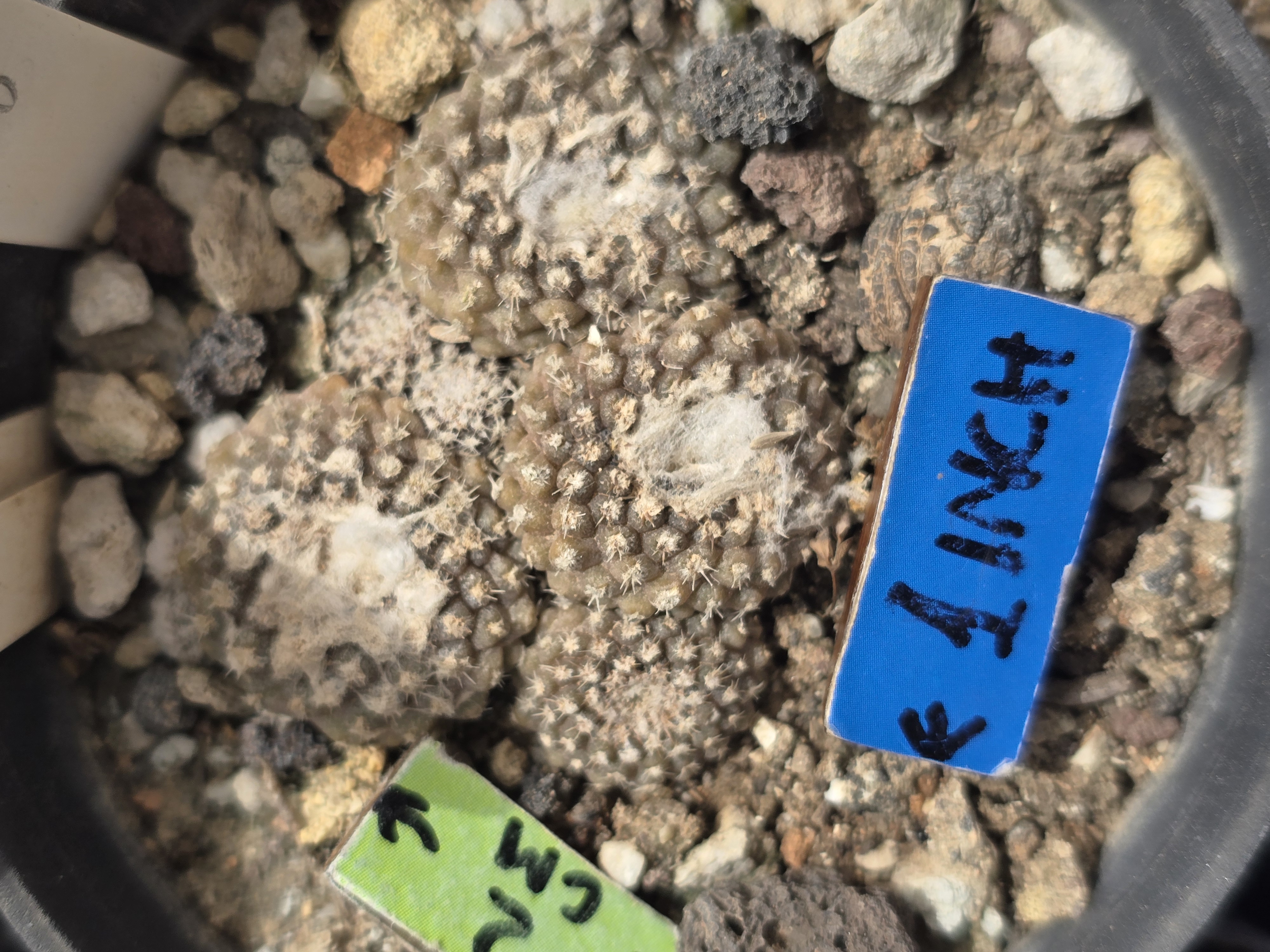 Copiapoa <br>laui