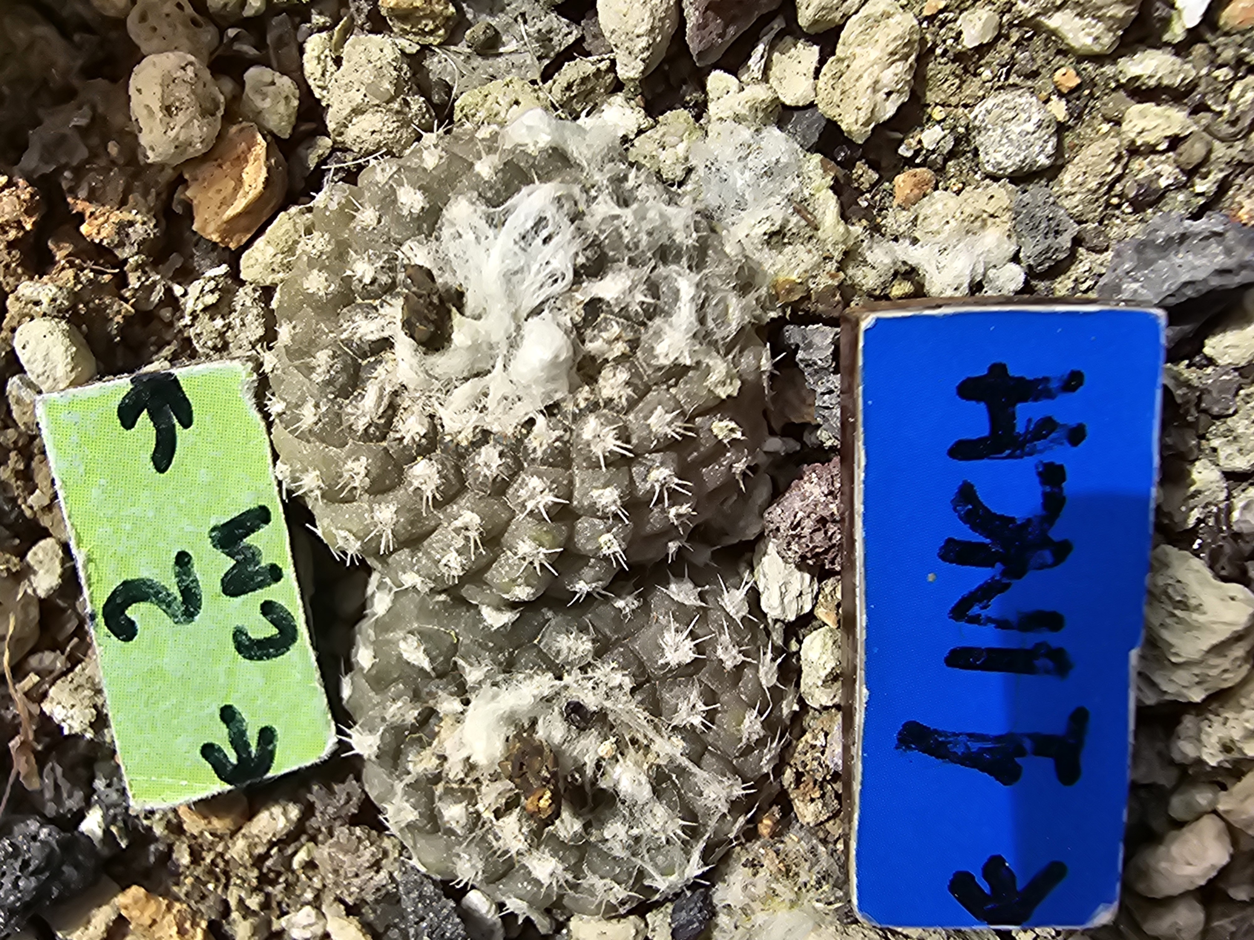 Copiapoa laui