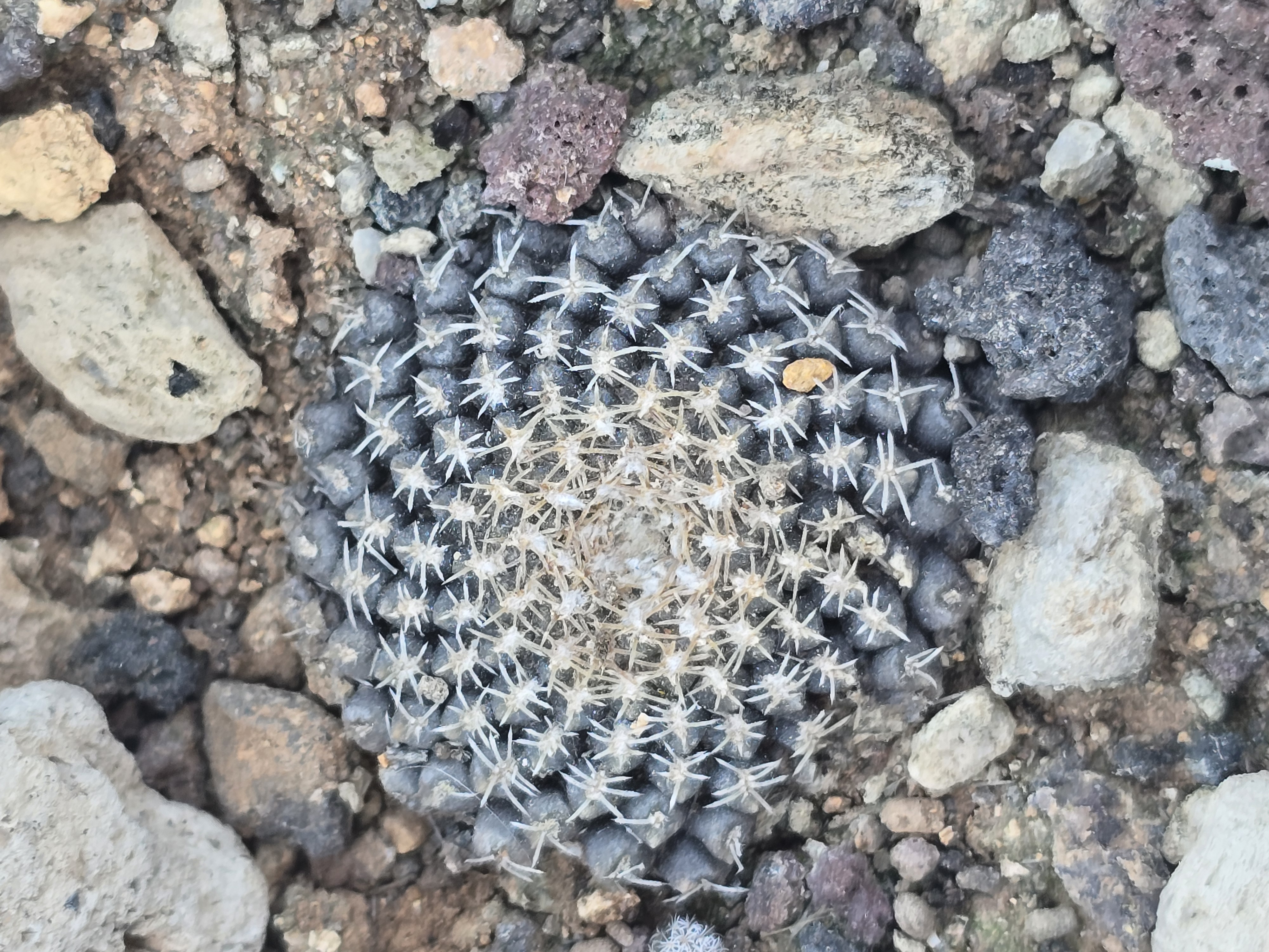 Thelocephala <br>odieri gigantea