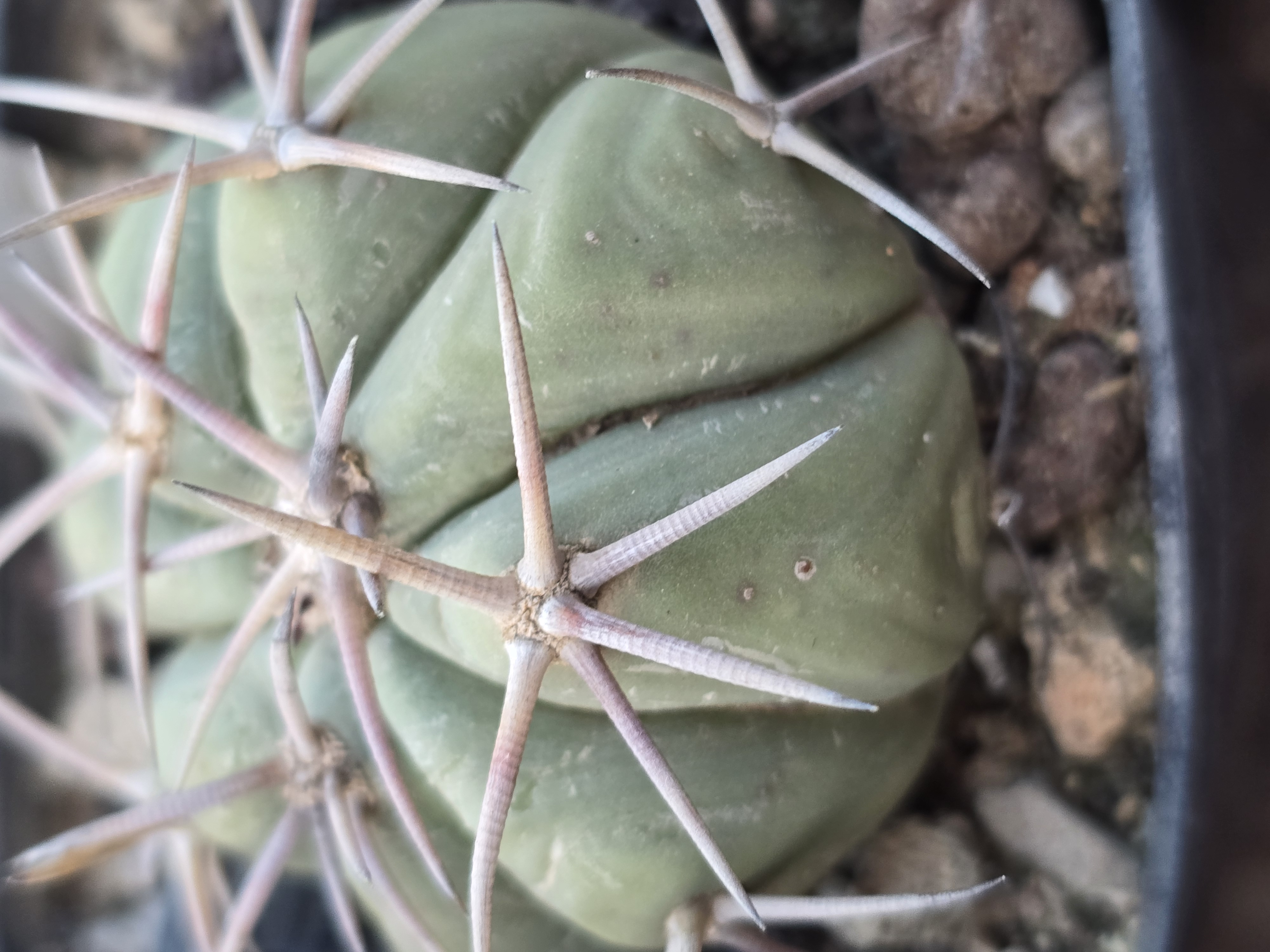 Echinocactus horizonthalonius