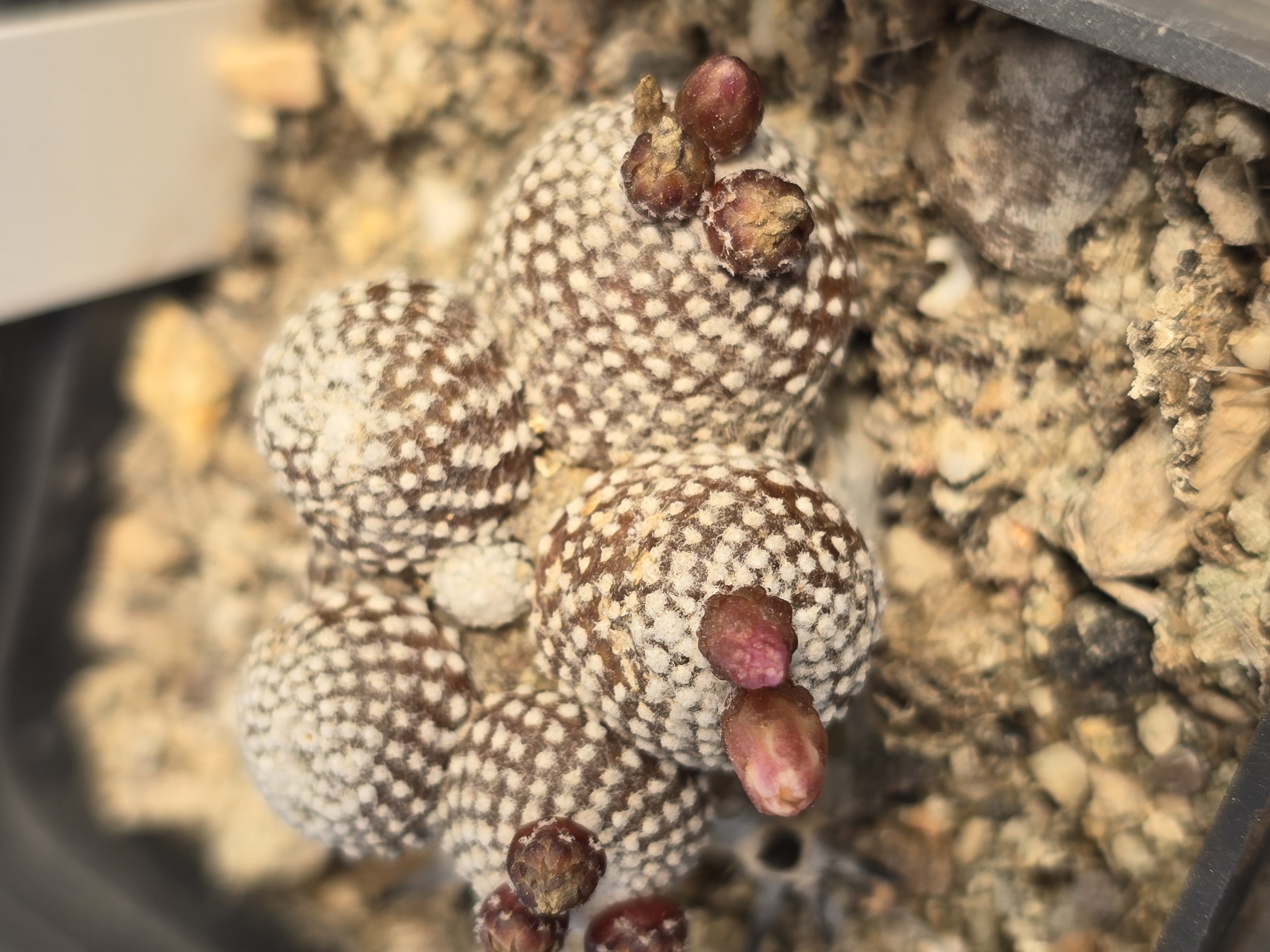 Blossfeldia campaniflora