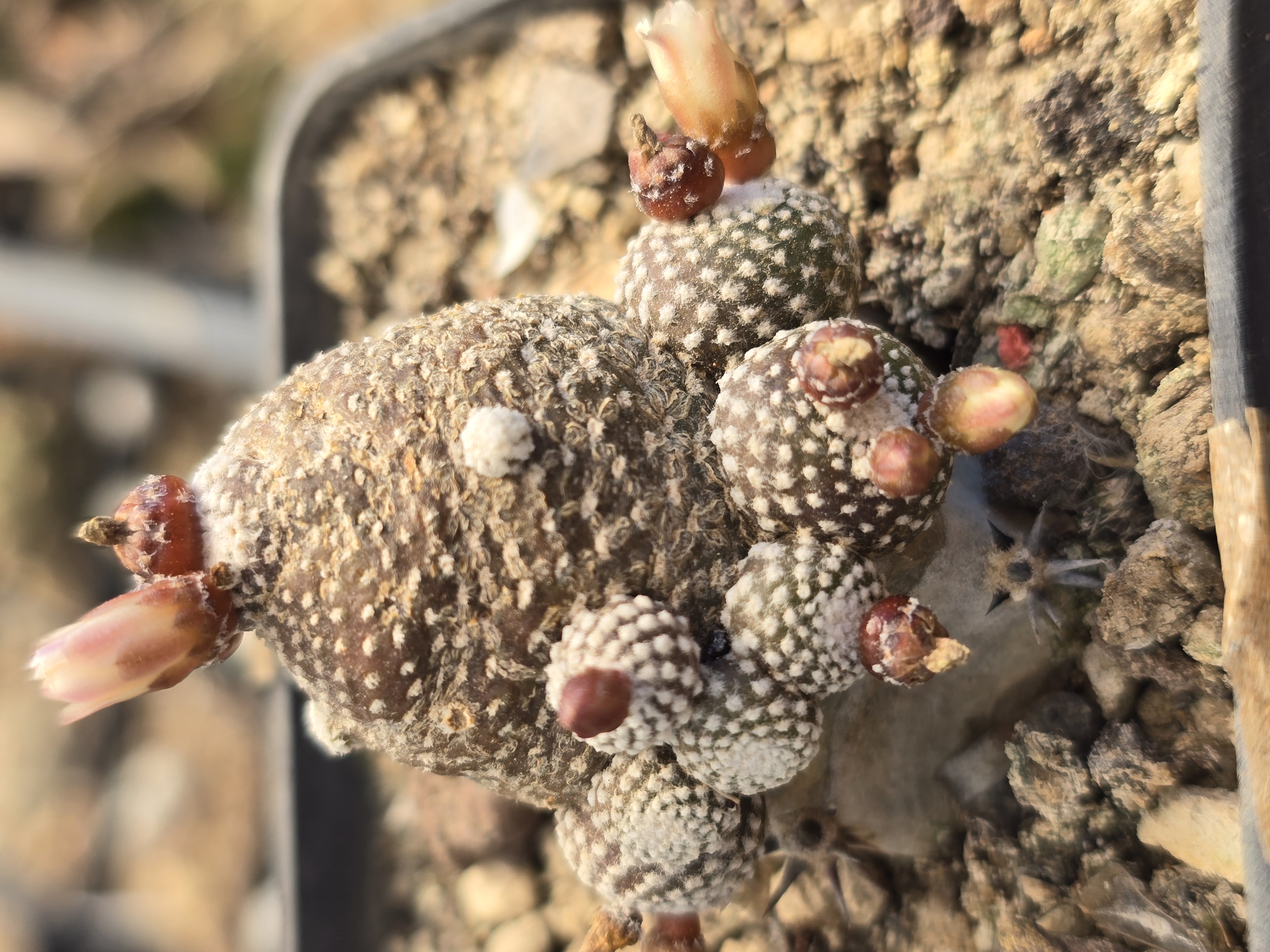 Blossfeldia campaniflora