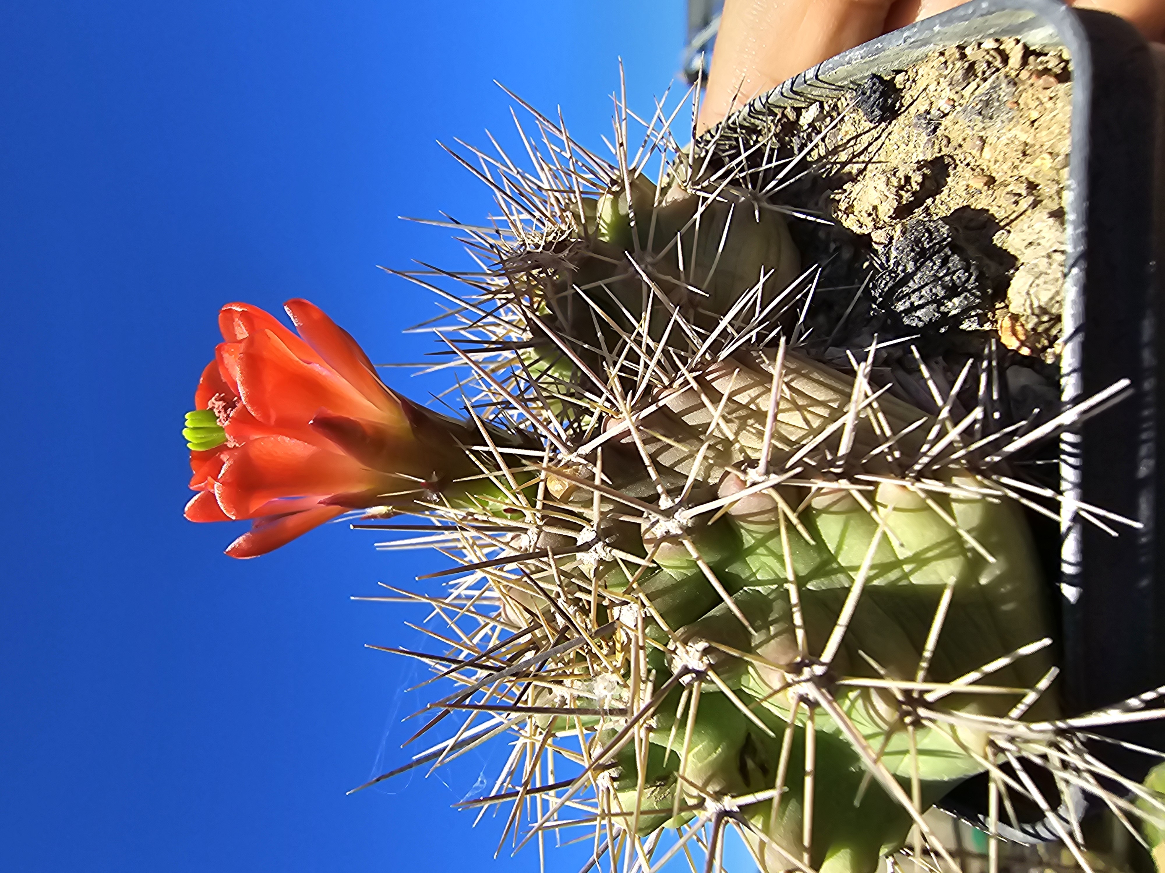 Echinocereus <br>coccineus 
