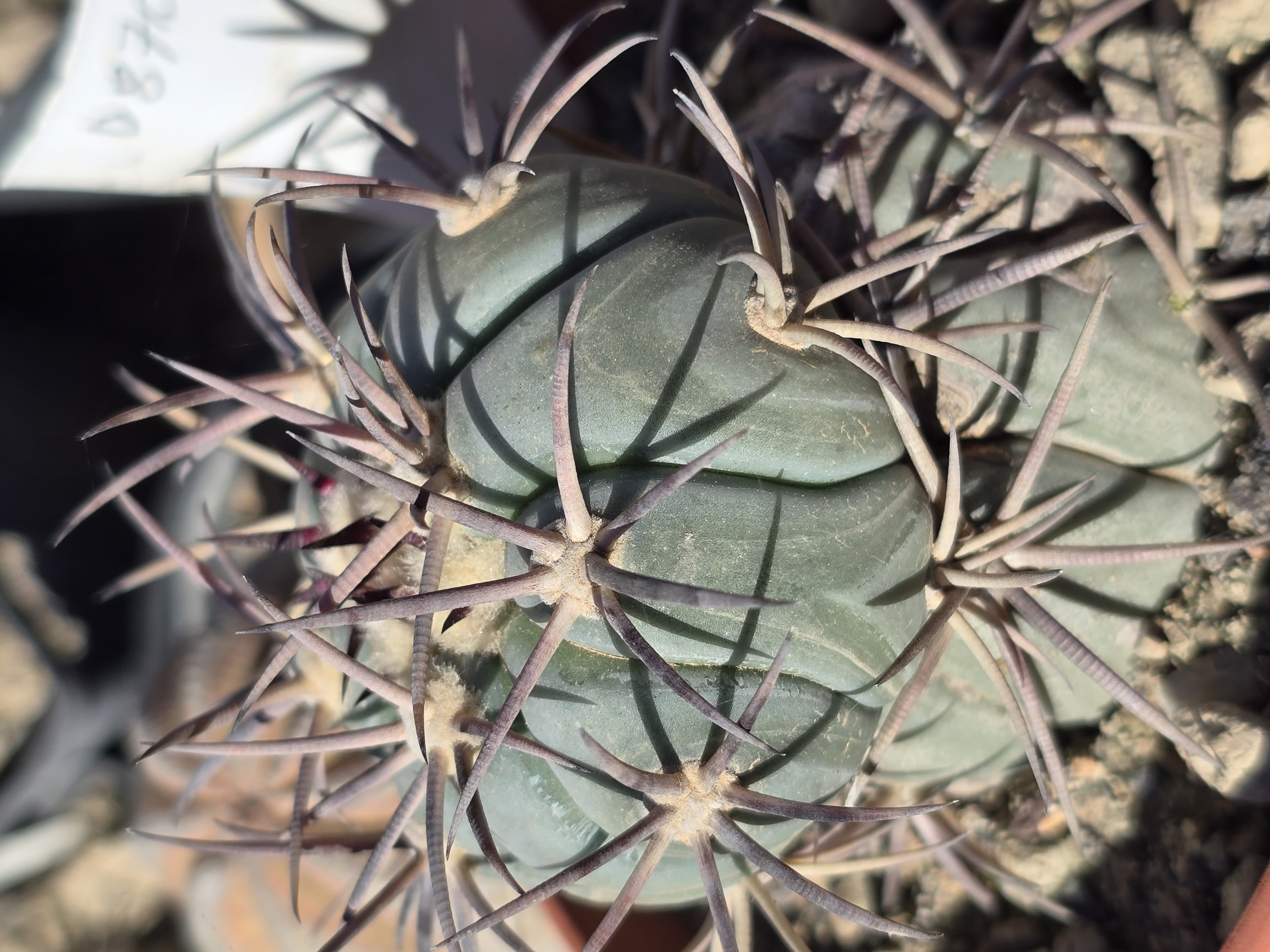 Echinocactus horizonthalonius