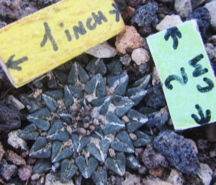 Ariocarpus kotschoubeyanus macdowelli