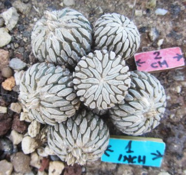 Pelecyphora <br>aselliformis