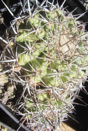 Copiapoa <br>coquimbana