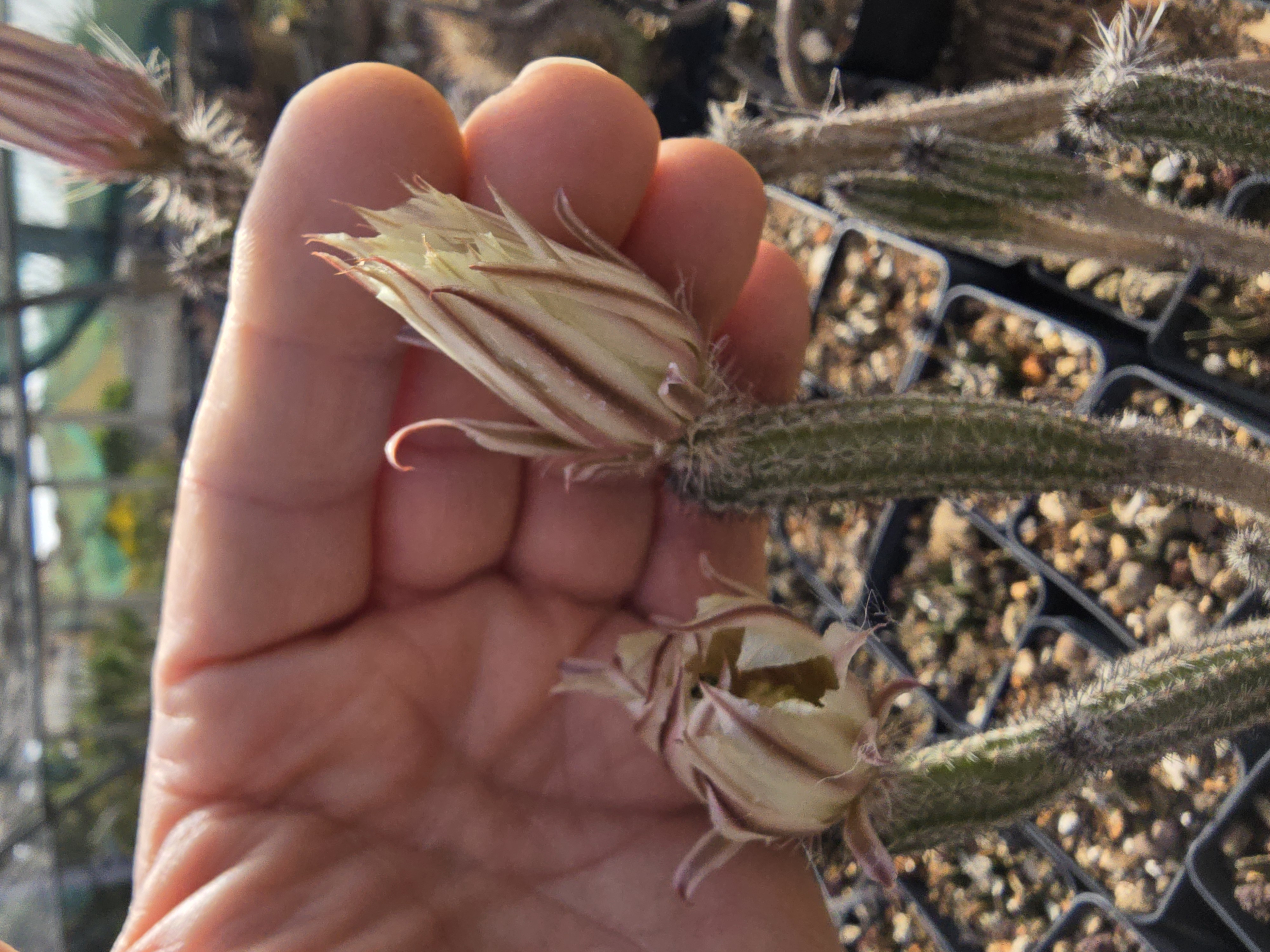 Wilcoxia waldeisii
