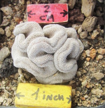 Epithelantha pachyrhiza crest