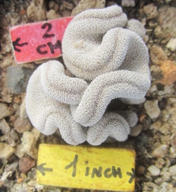 Epithelantha pachyrhiza crest