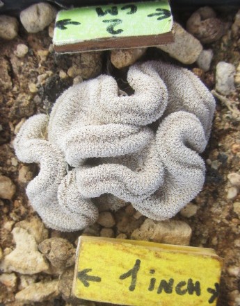 Epithelantha <br>pachyrhiza crest