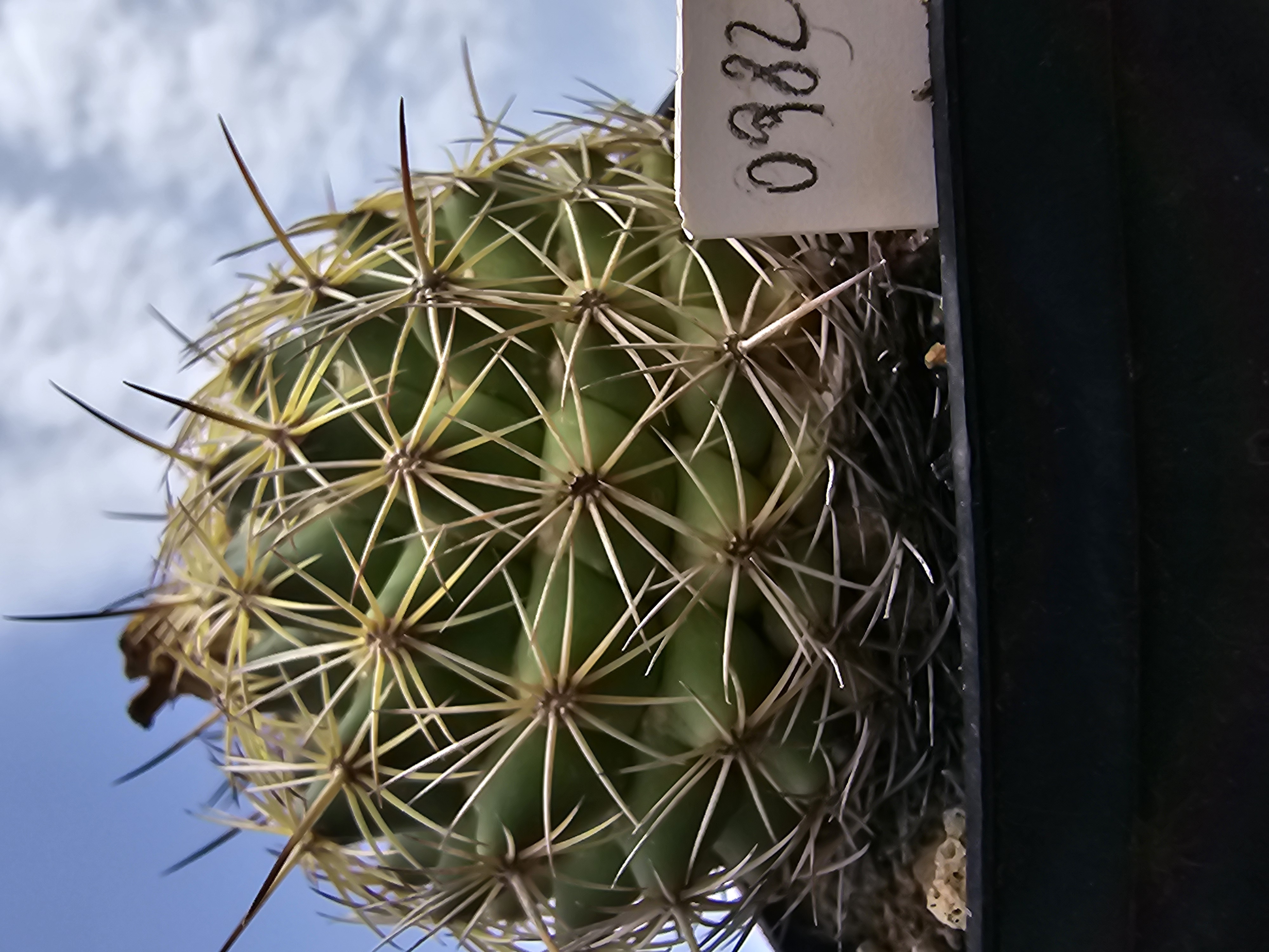 Coryphantha reduncispina