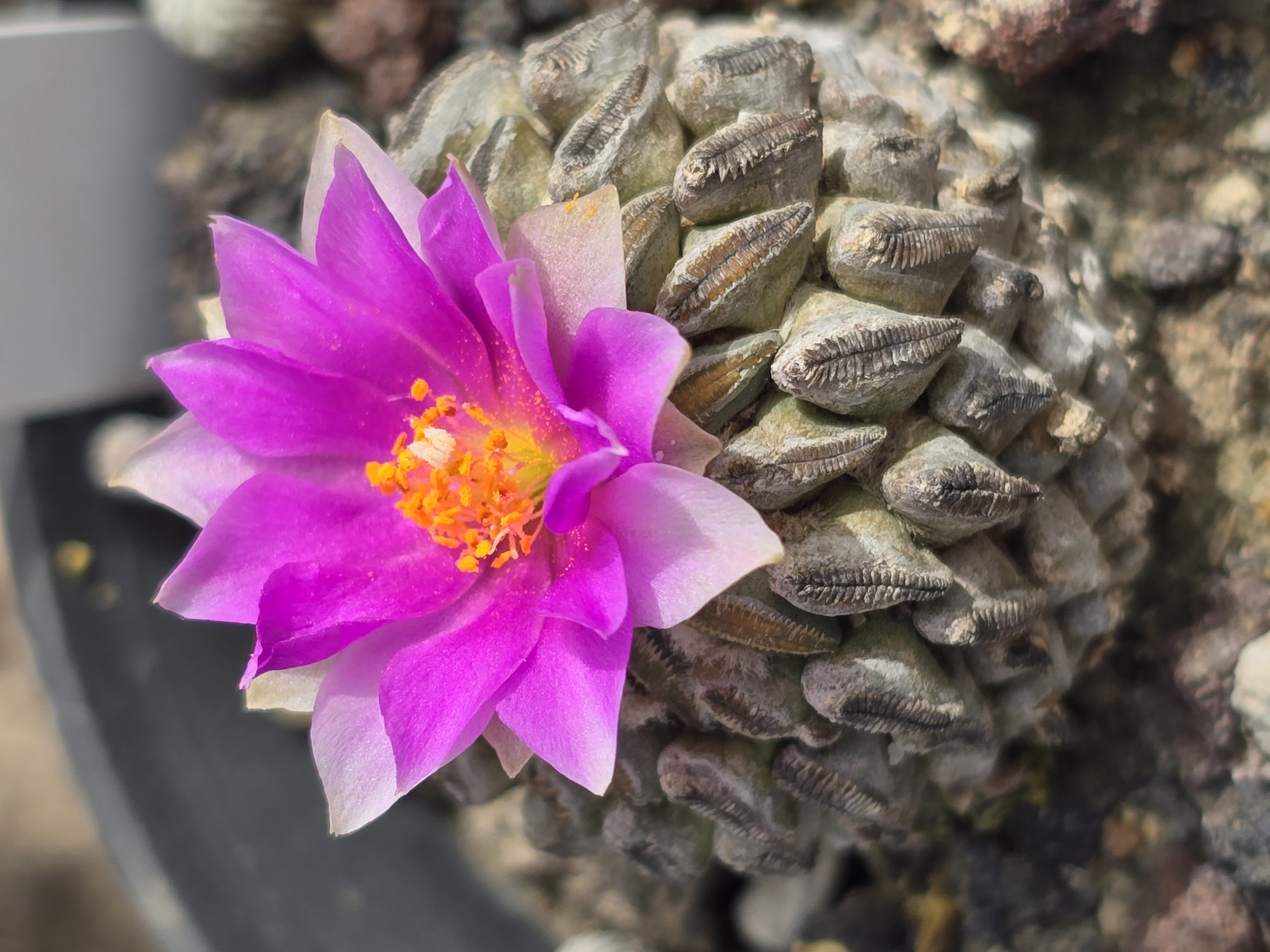 Pelecyphora <br>aselliformis