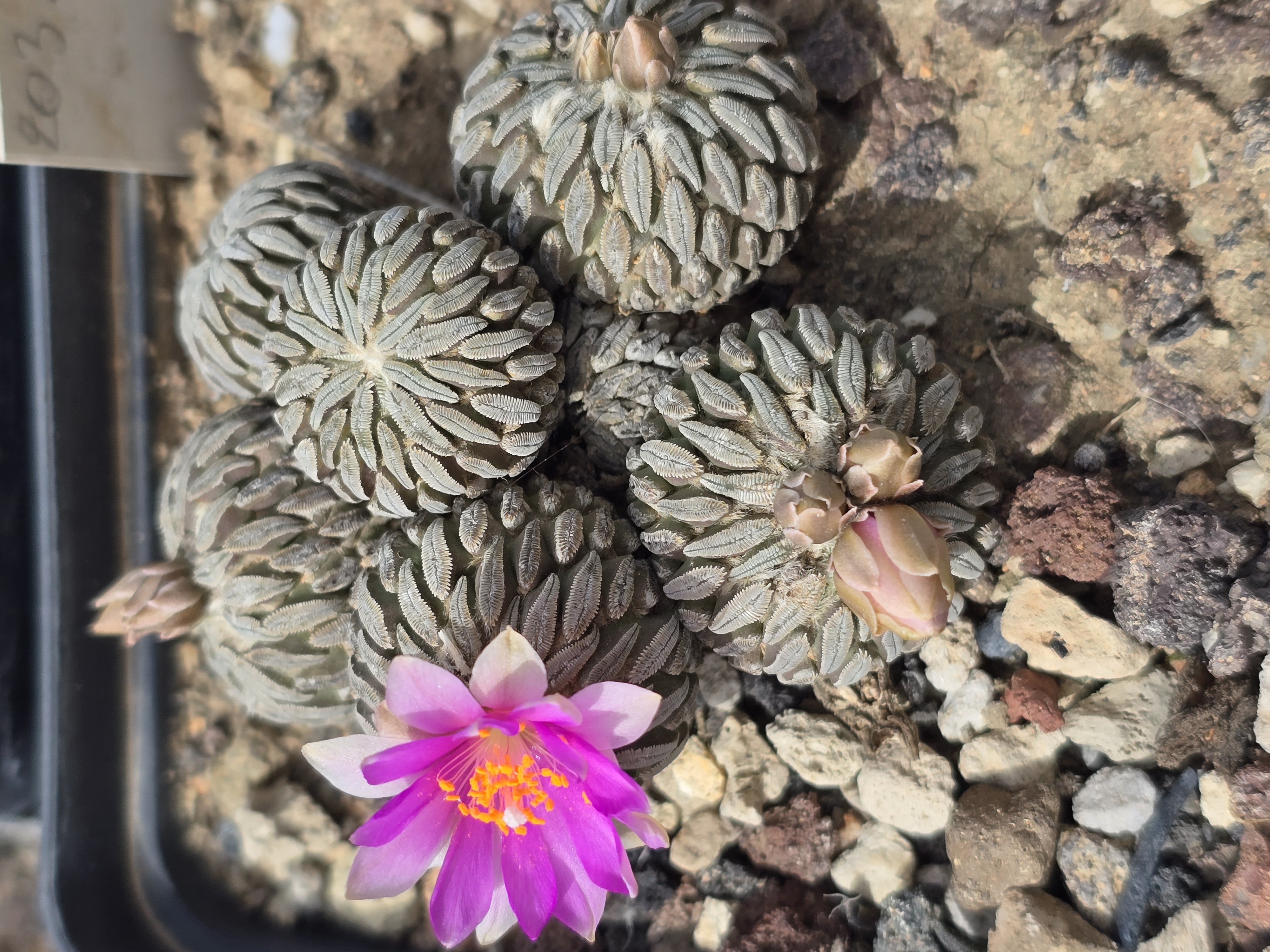 Pelecyphora <br>aselliformis