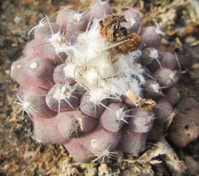 Copiapoa <br>tenuissima affine ?