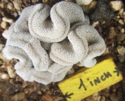 Epithelantha <br>pachyrhiza
