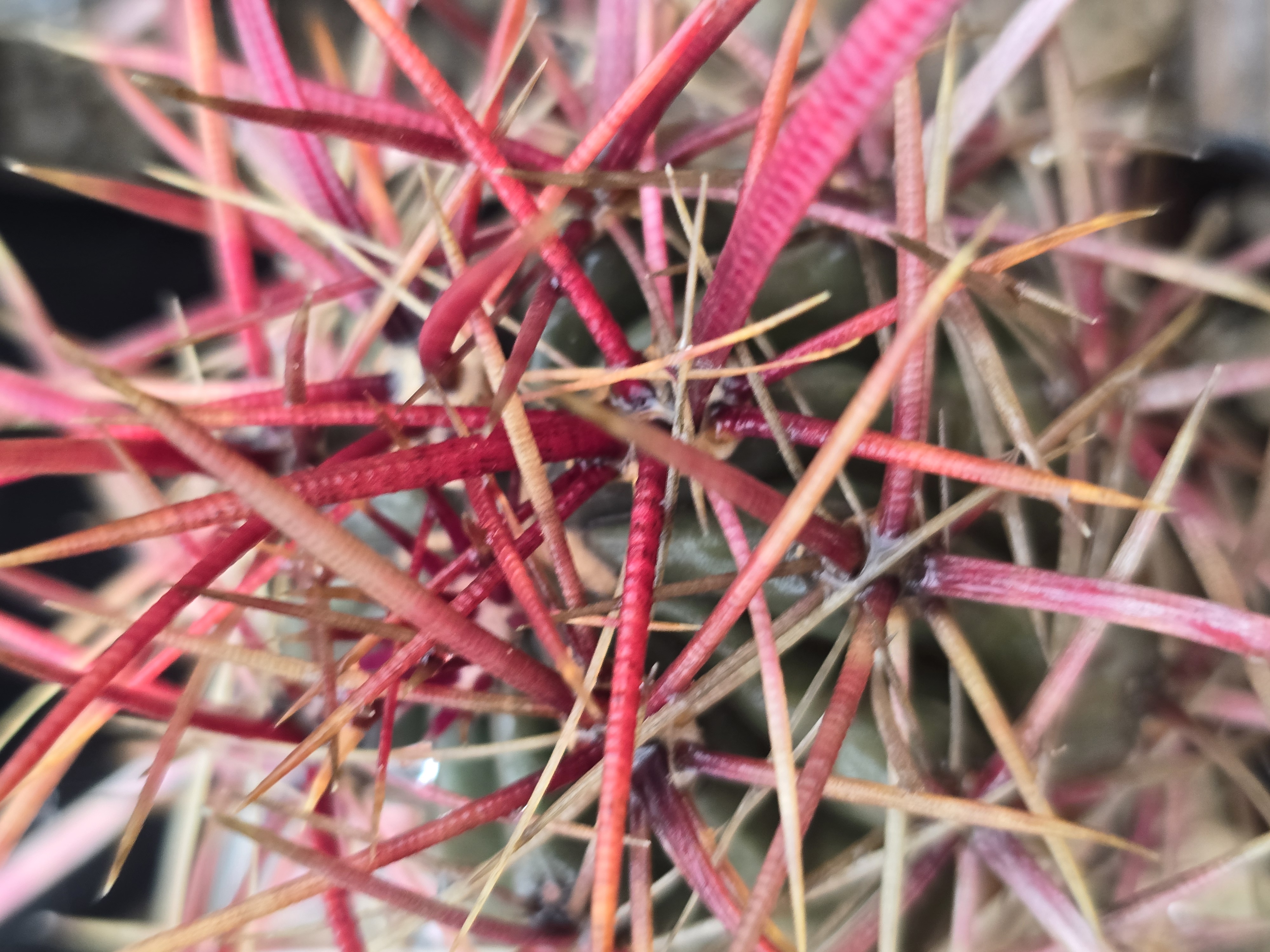 Ferocactus sp