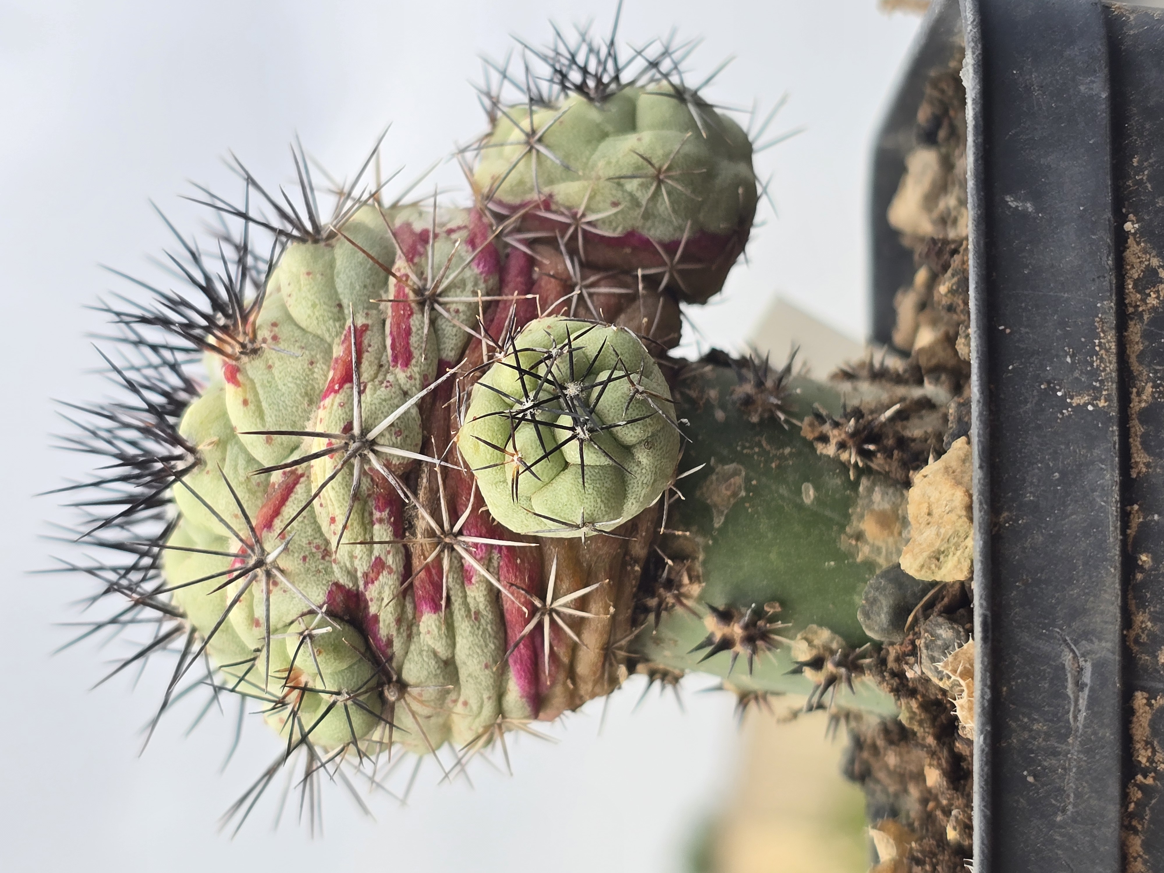 Ortegocactus  macdougallii
