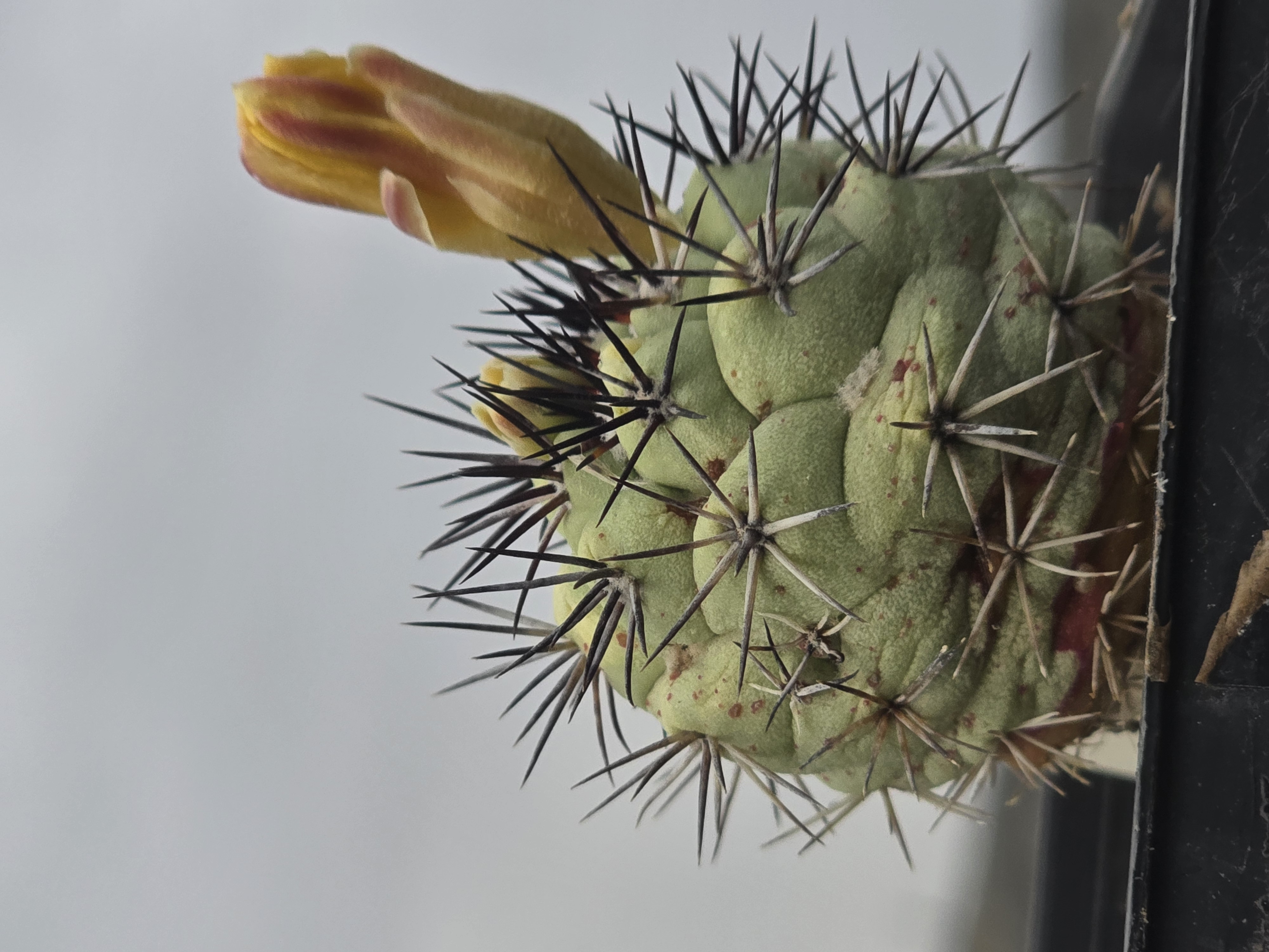 Ortegocactus  <br>macdougallii