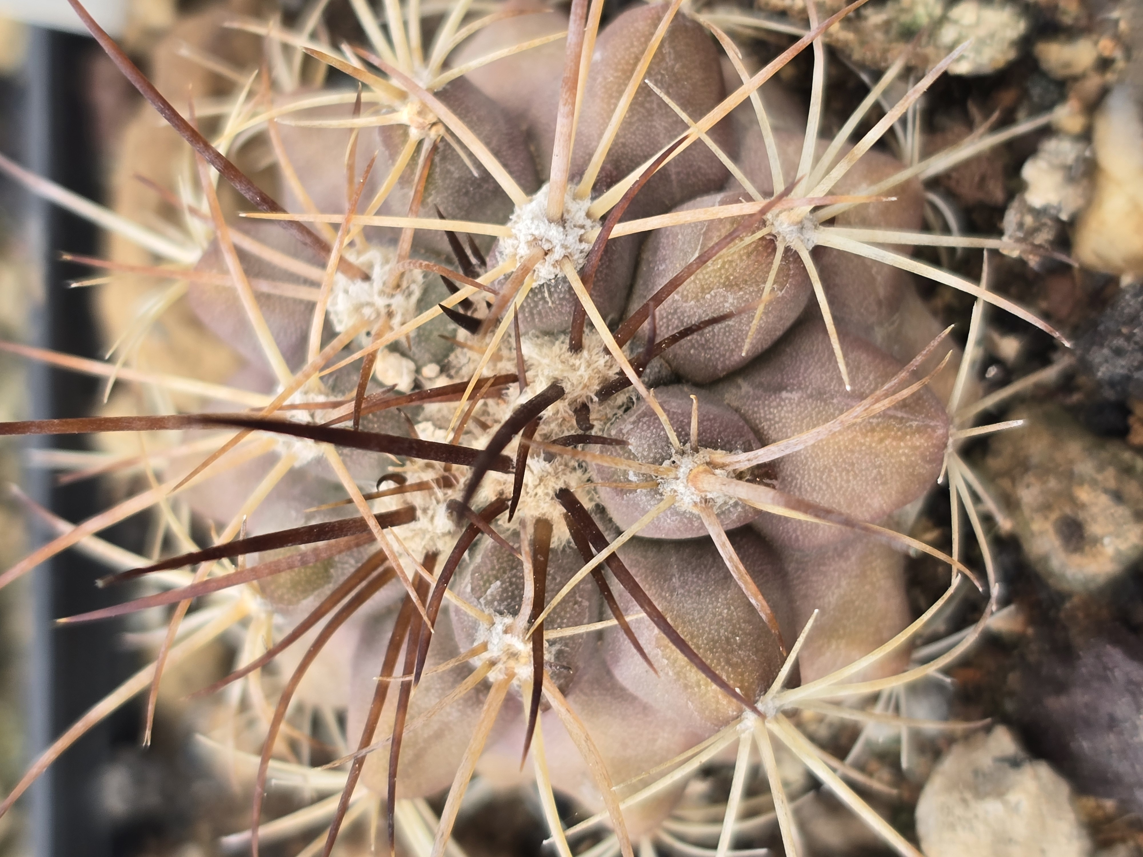 Copiapoa <br>sp la madera