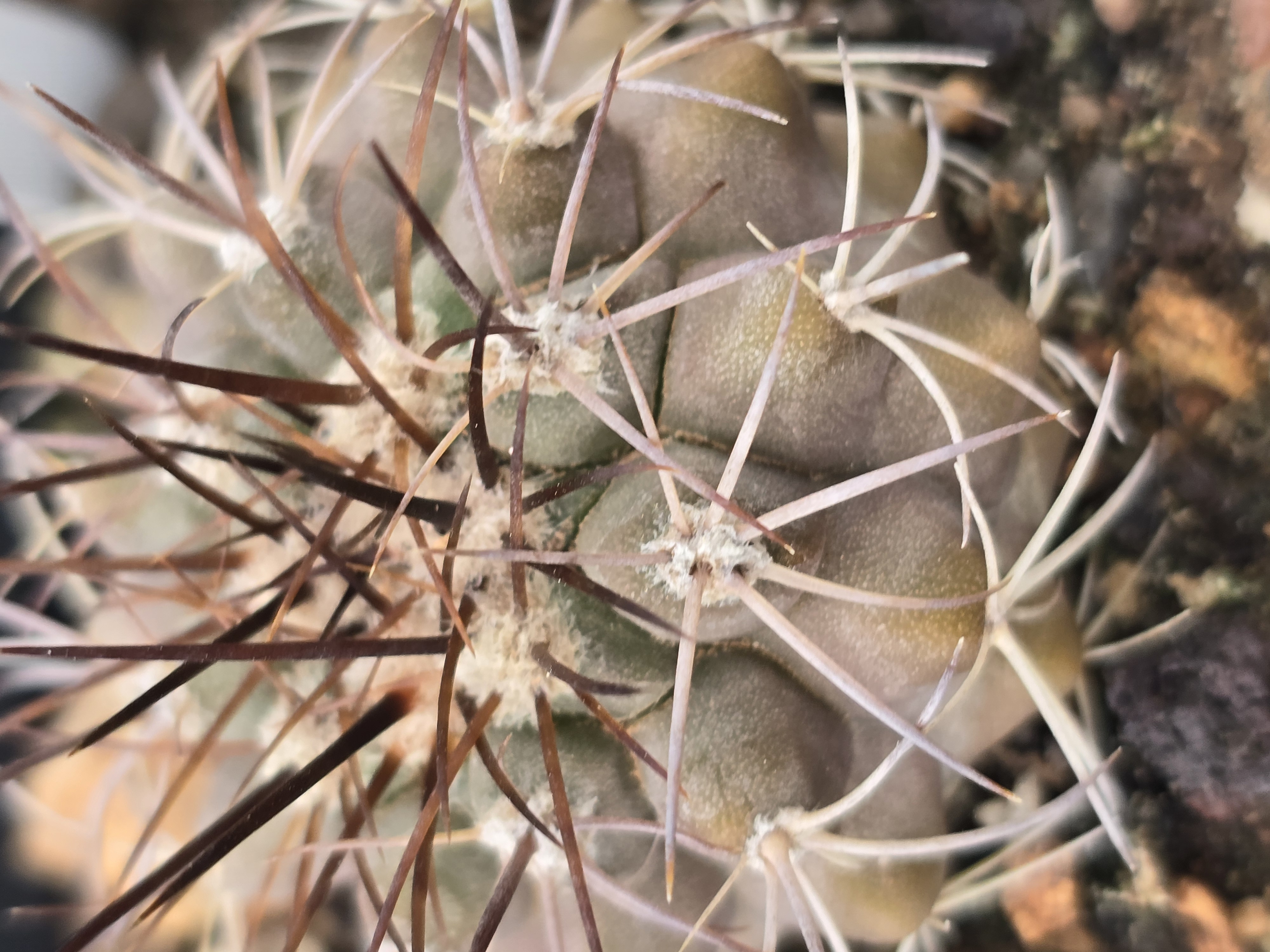 Copiapoa <br>sp la madera