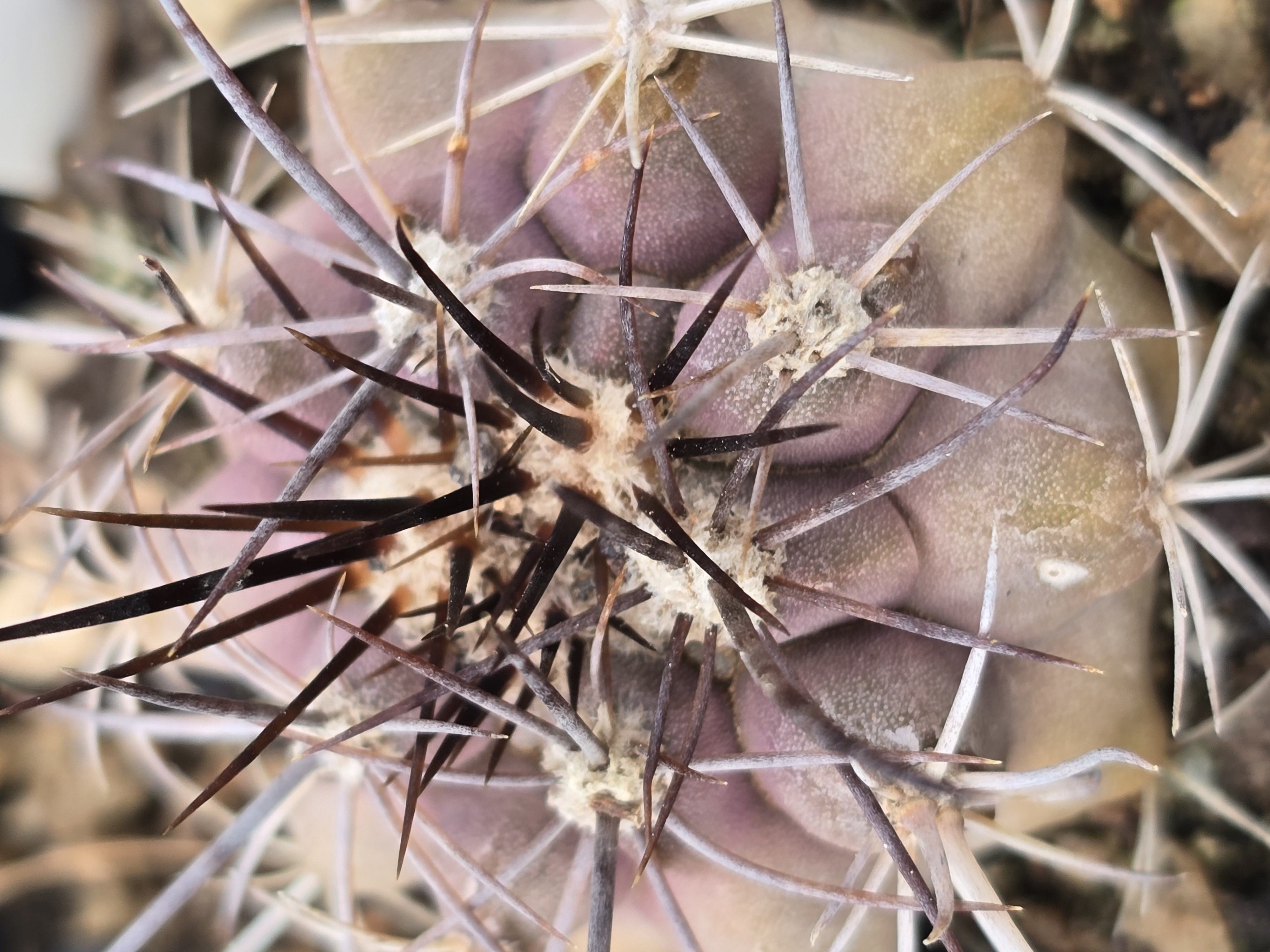 Copiapoa <br>sp la madera