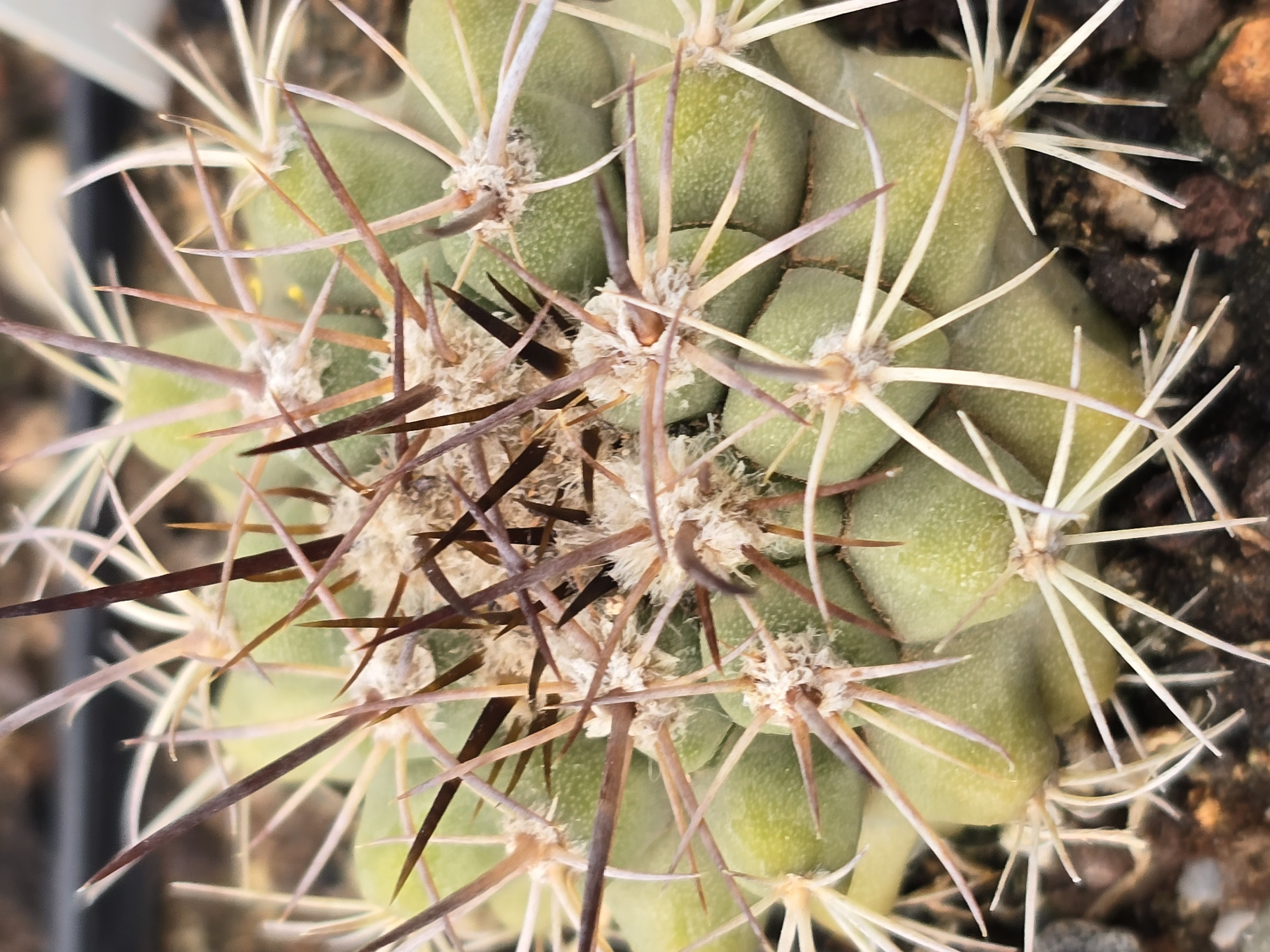 Copiapoa <br>sp la madera