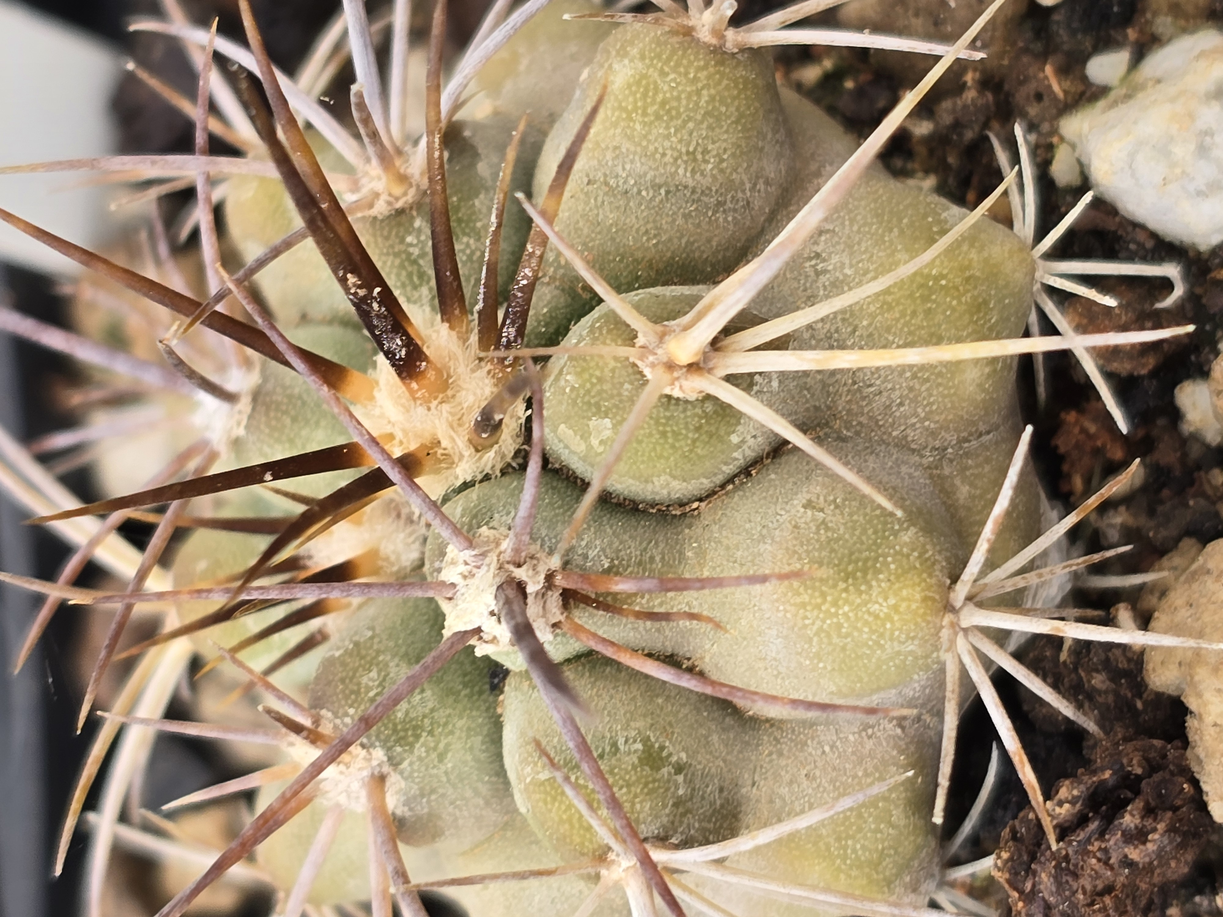 Copiapoa <br>sp la madera