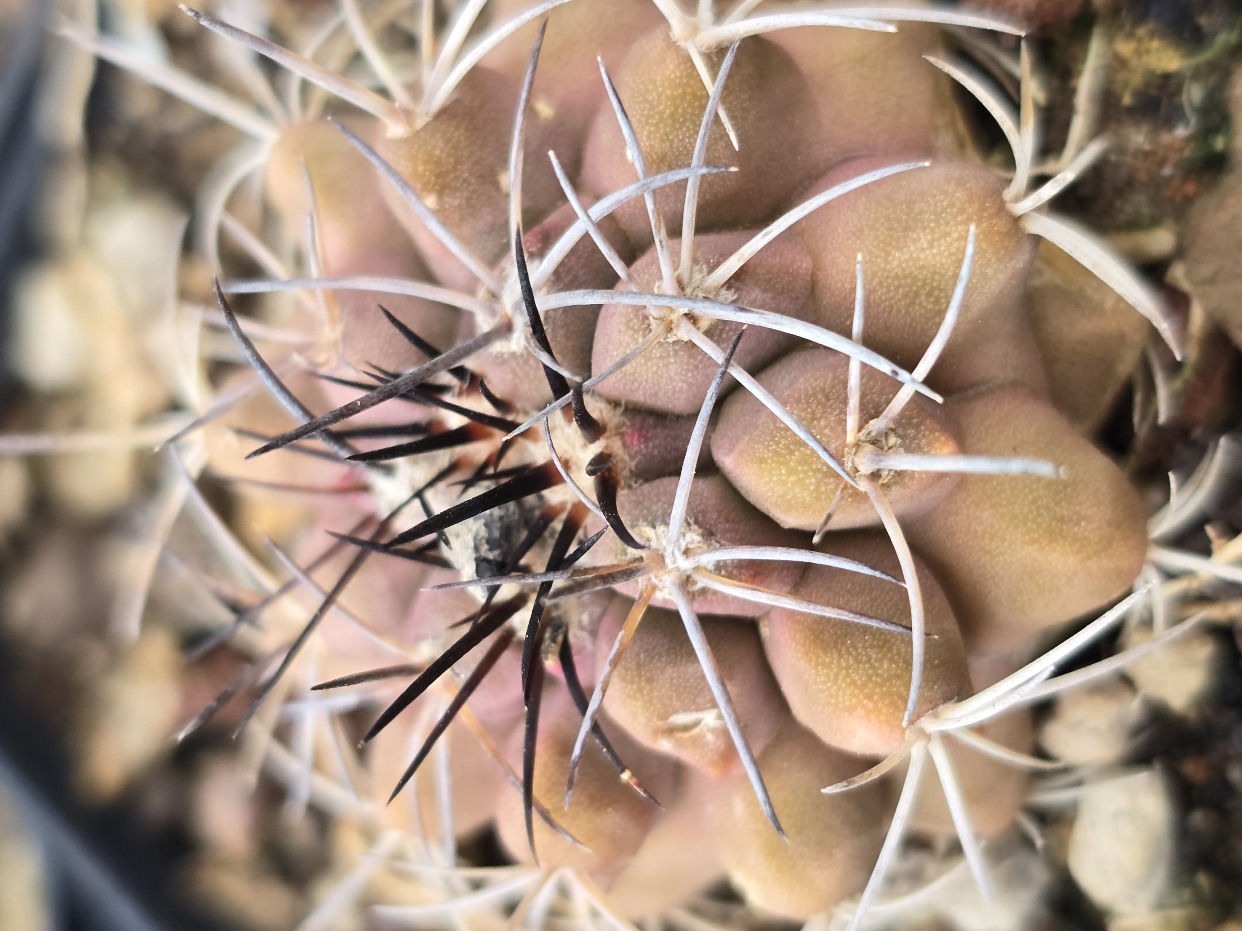 Copiapoa <br>sp la madera
