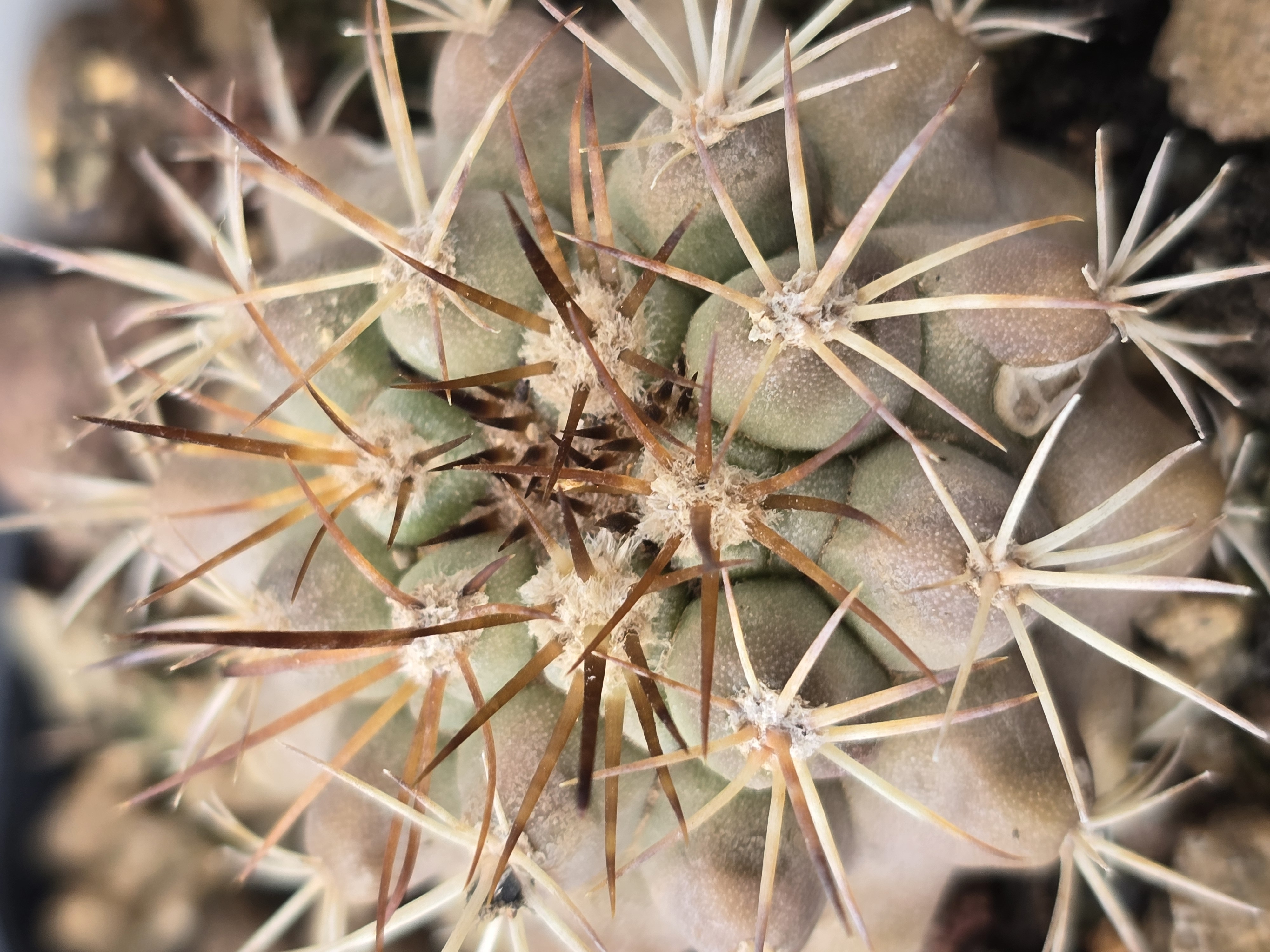 Copiapoa <br>sp la madera