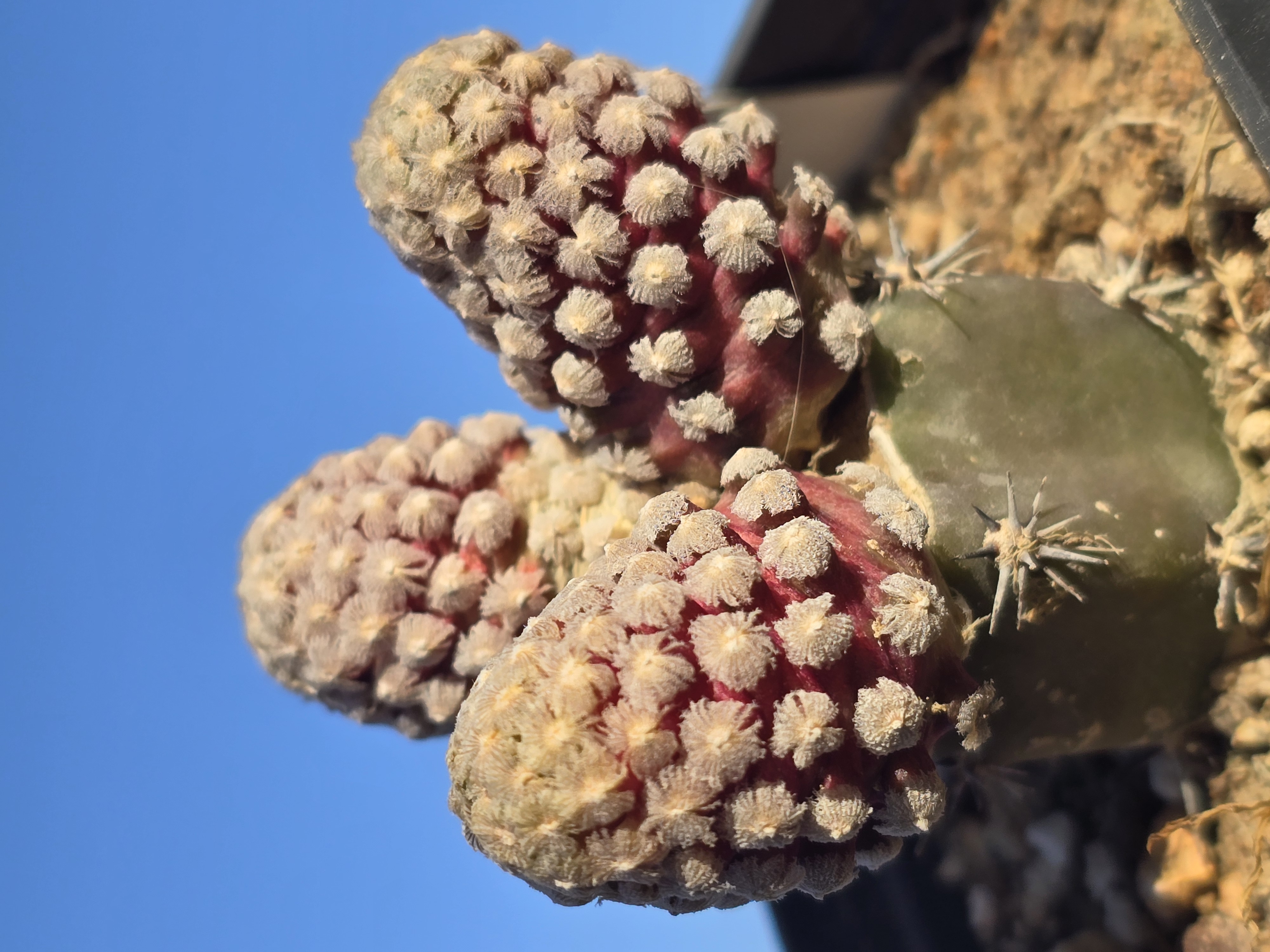 Mammillaria <br>theresae